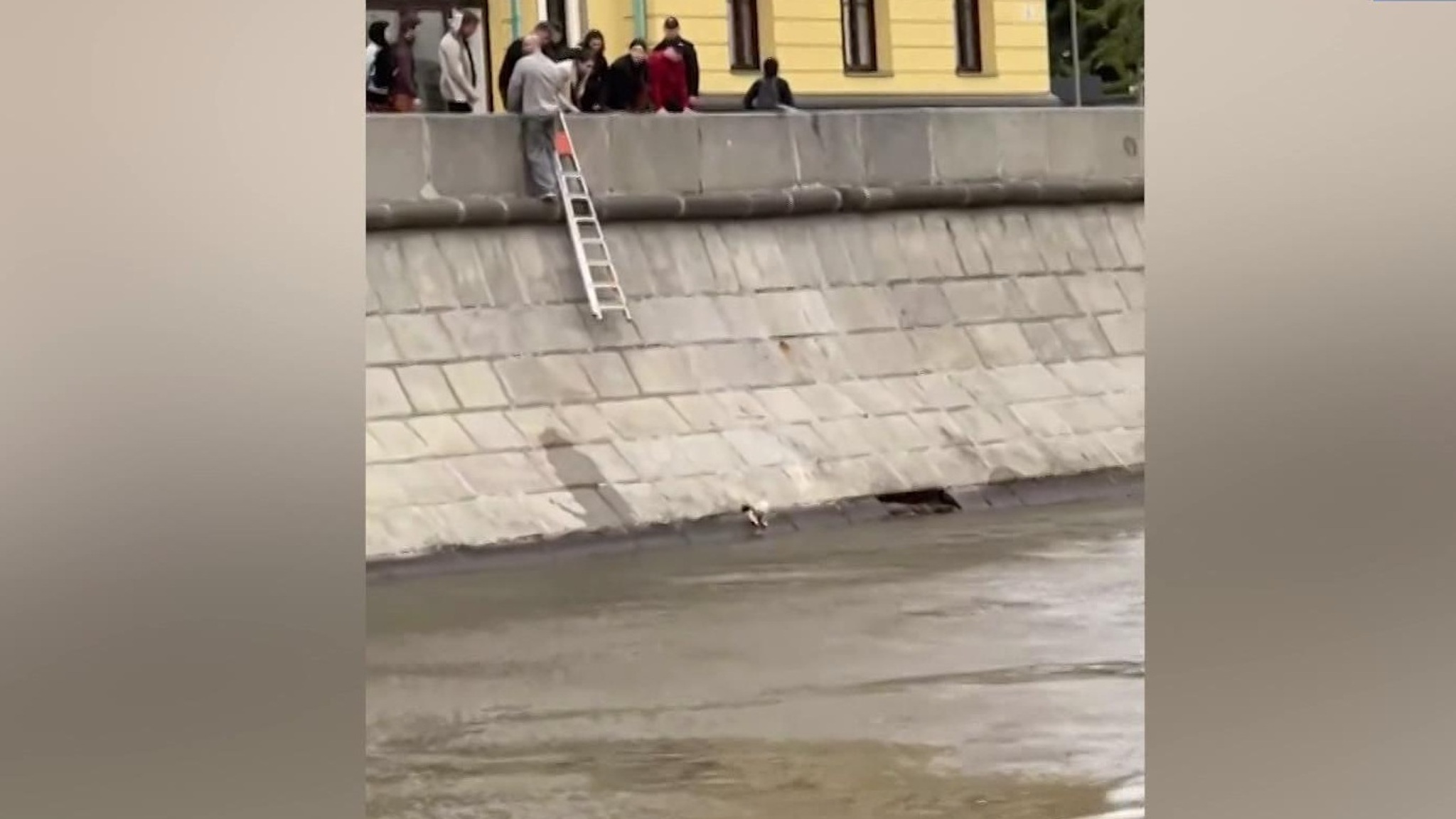 Прохожие собрались на Якиманской набережной ради спасения упавшей в реку собаки