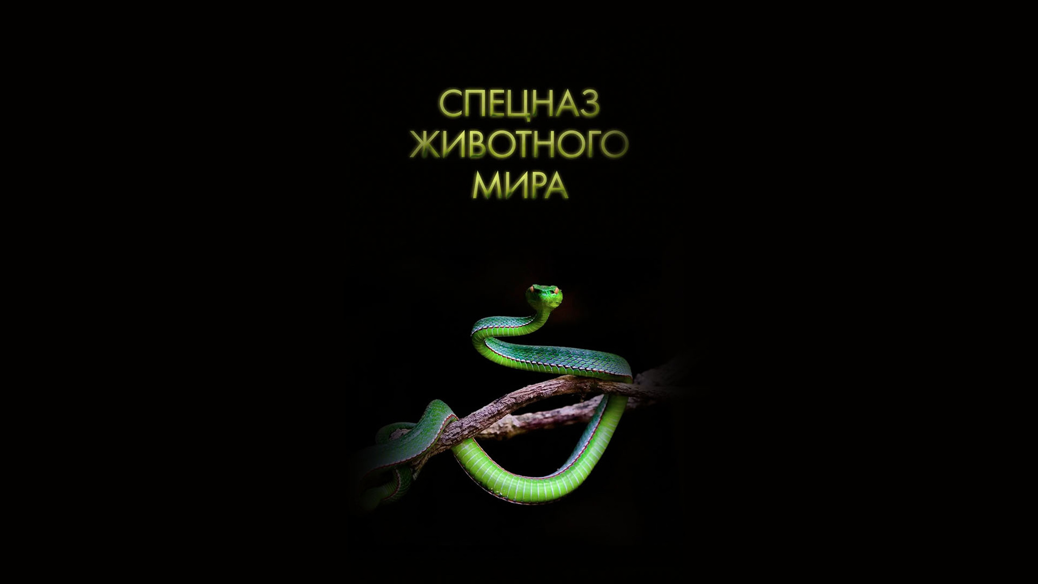 Спецназ животного мира