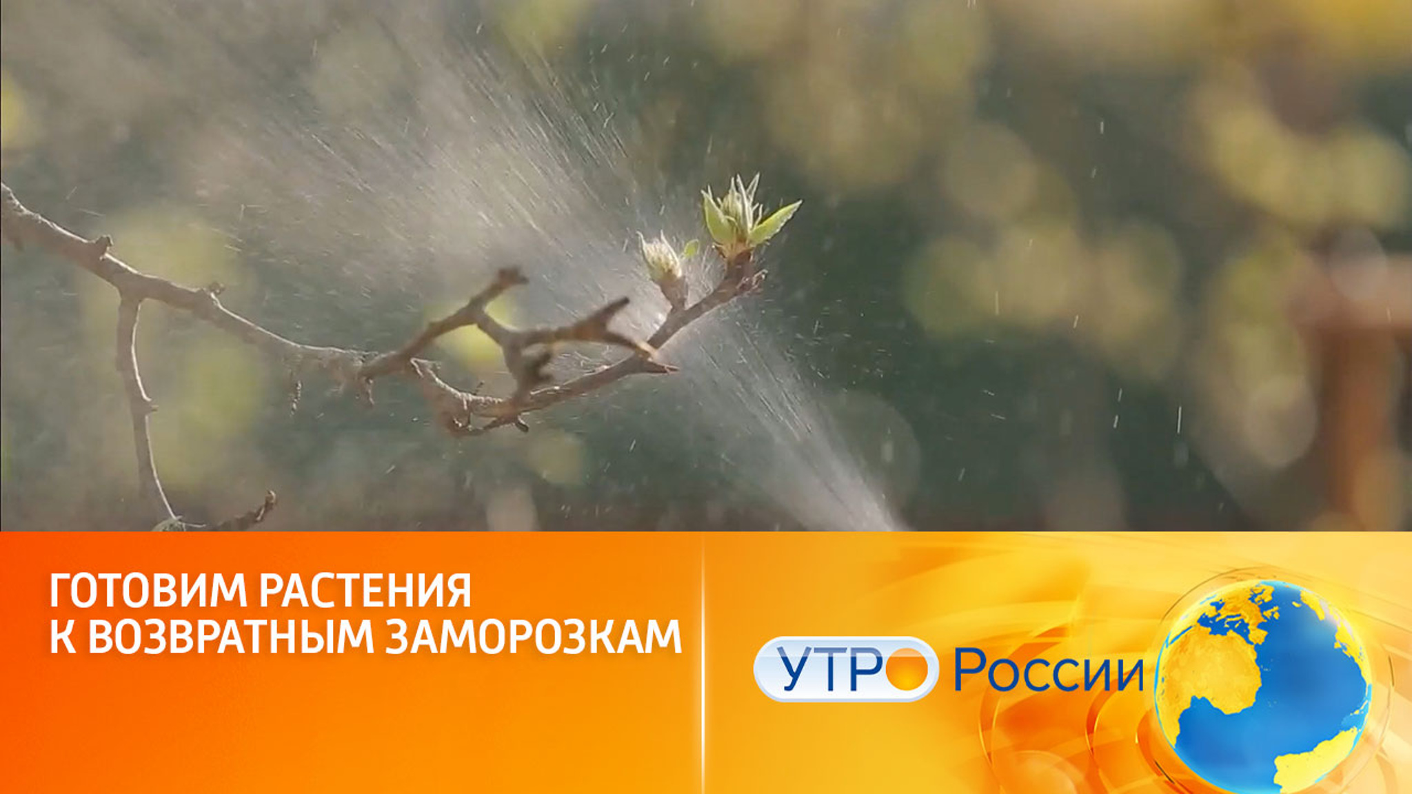 Готовим растения к возвратным заморозкам