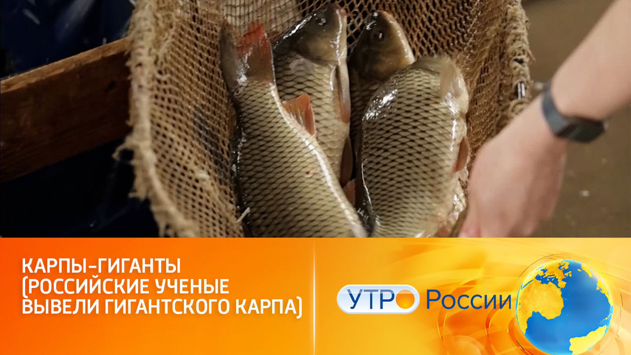 Российские ученые вывели гигантского карпа