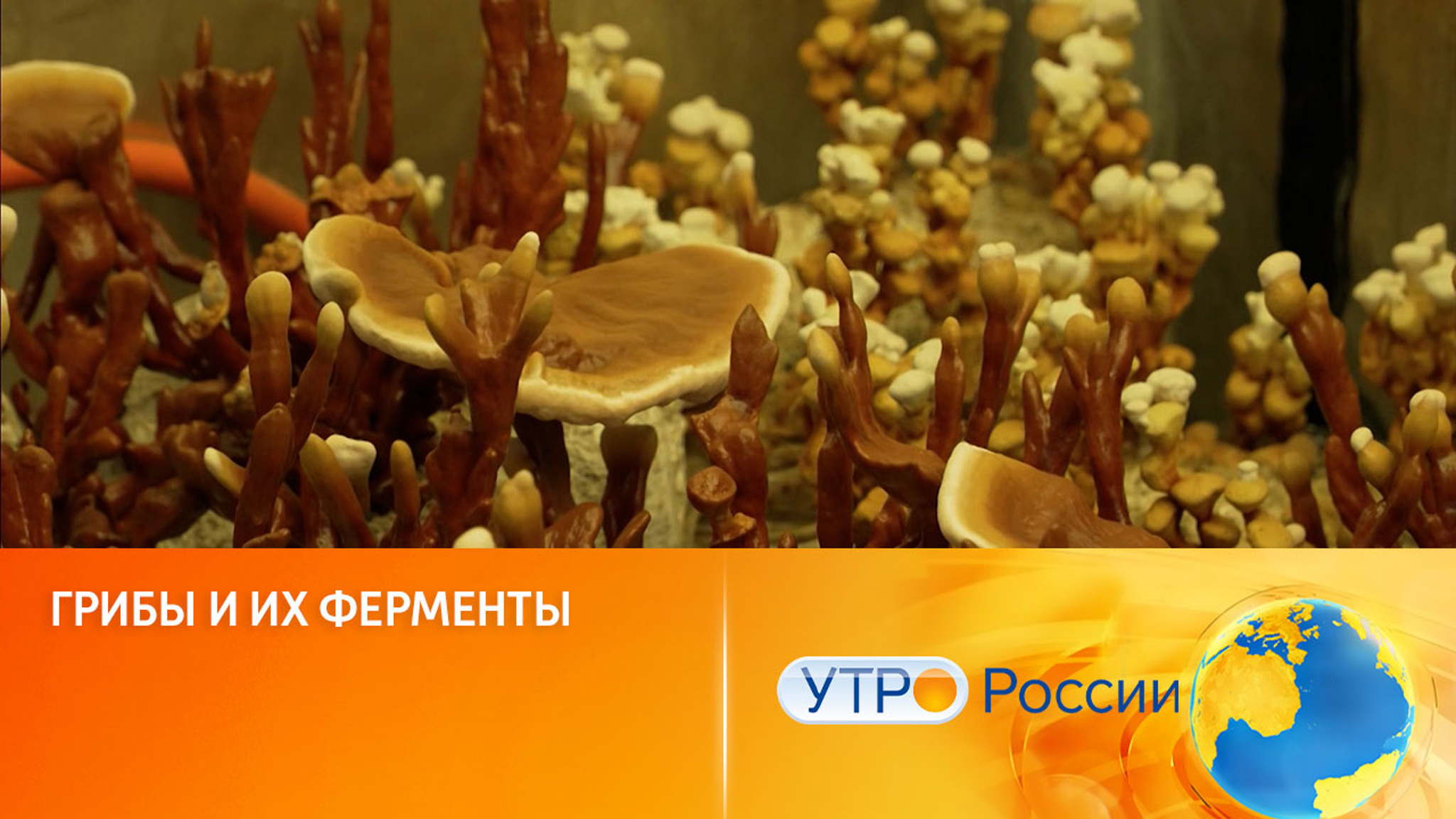 Избавление от пластикового мусора