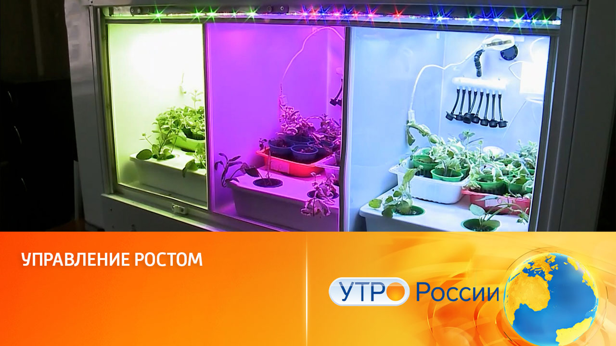 Управление ростом (сделать салаты сочнее, а клубнику и томаты слаще)