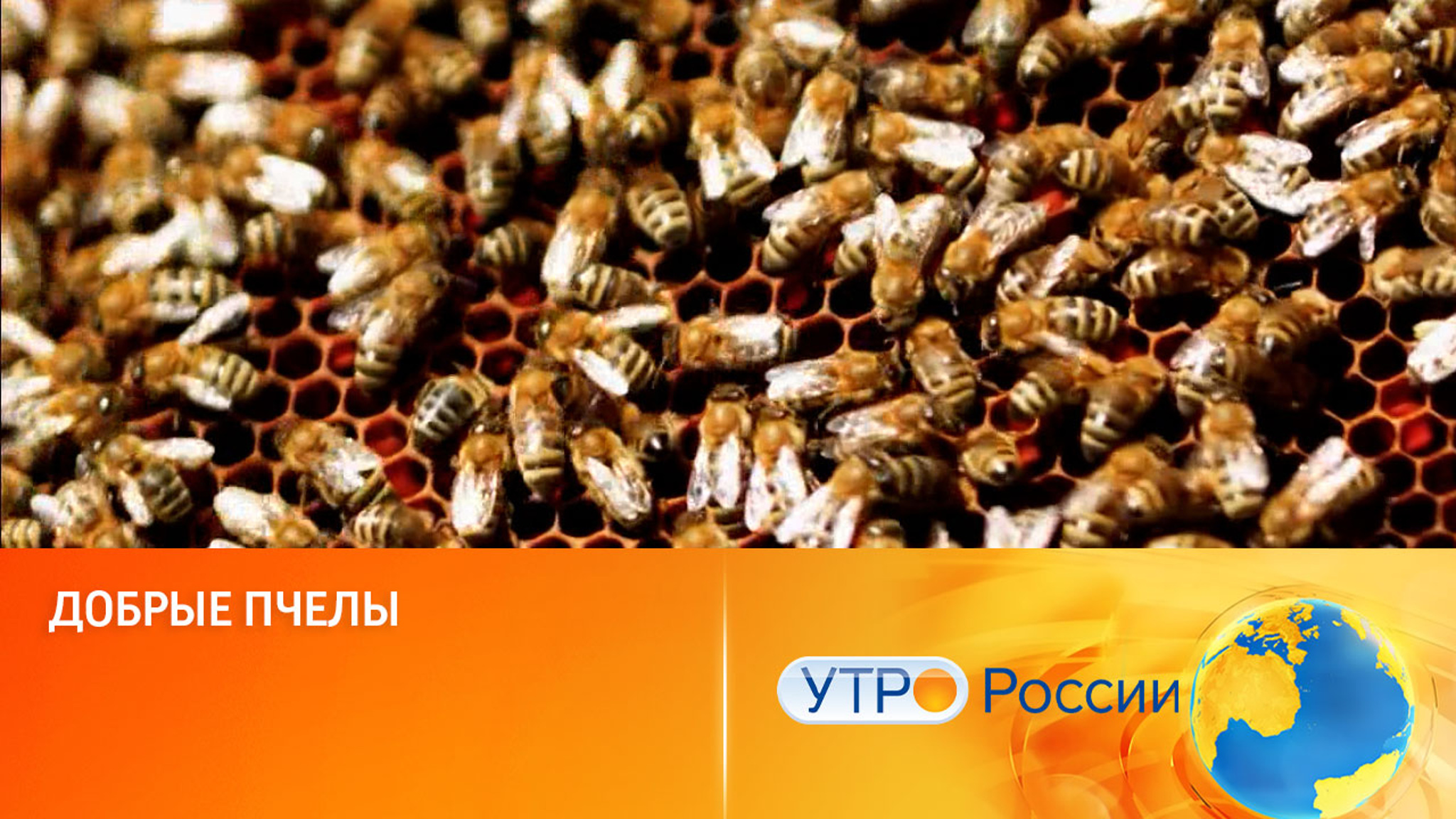 Добрые пчелы