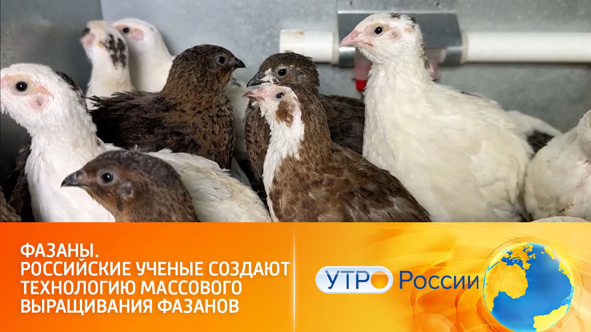 Массовое выращивания фазанов
