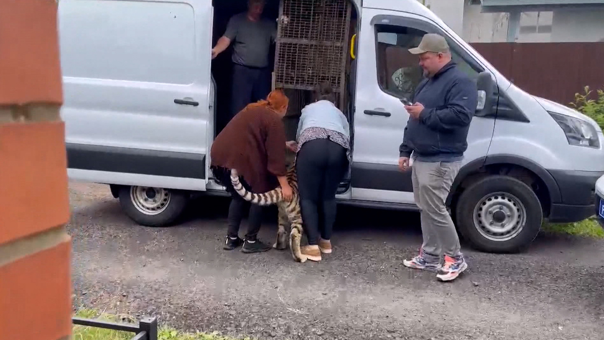 С подмосковной дачи изъяли тигра и маленького леопарда