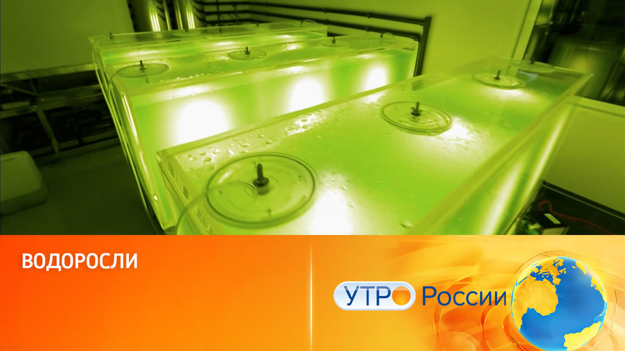 Необычные способы использования водорослей