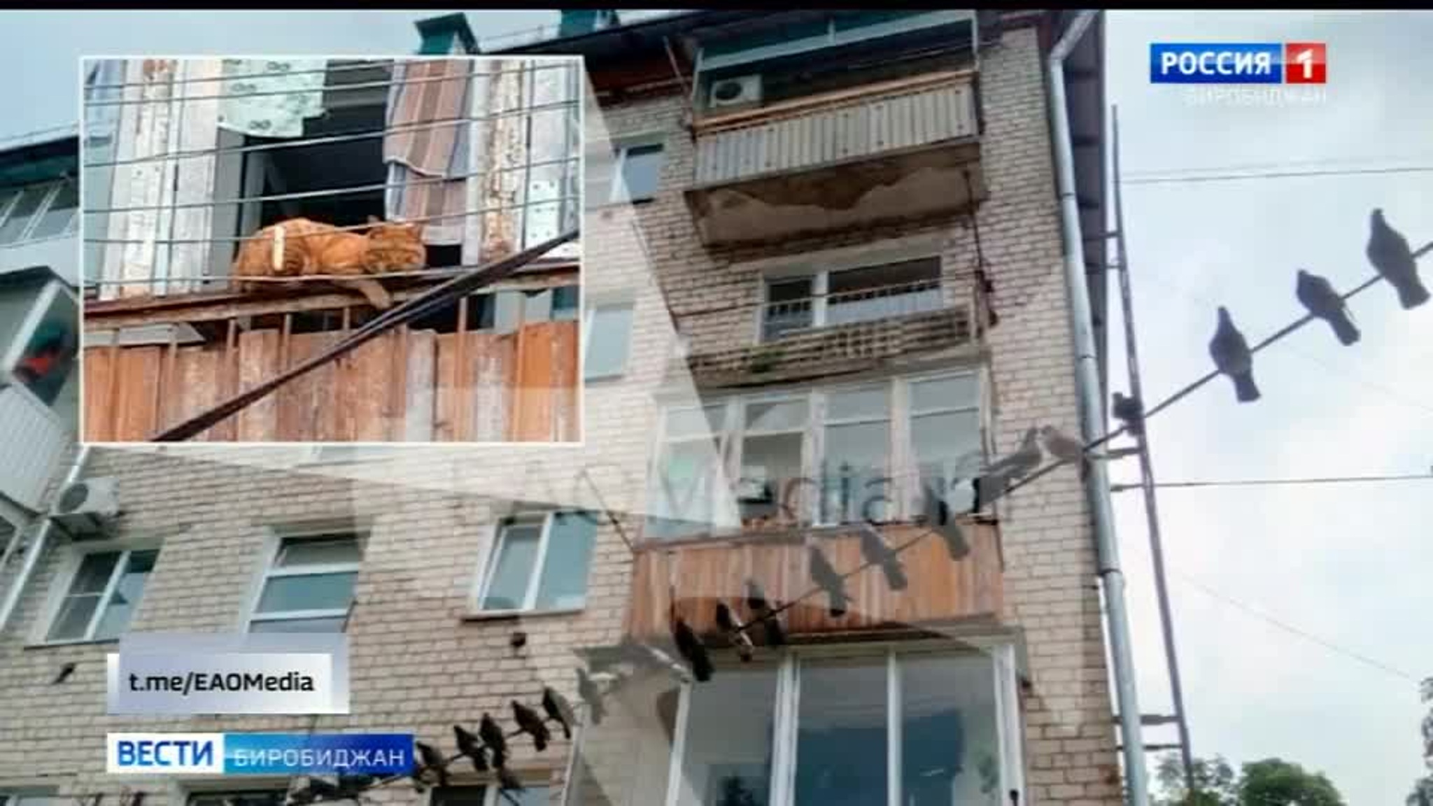 Обзор социальных сетей 21 июня