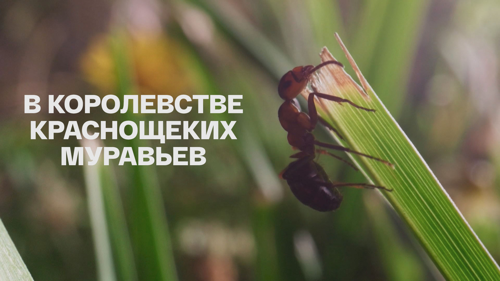 В королевстве краснощеких муравьев