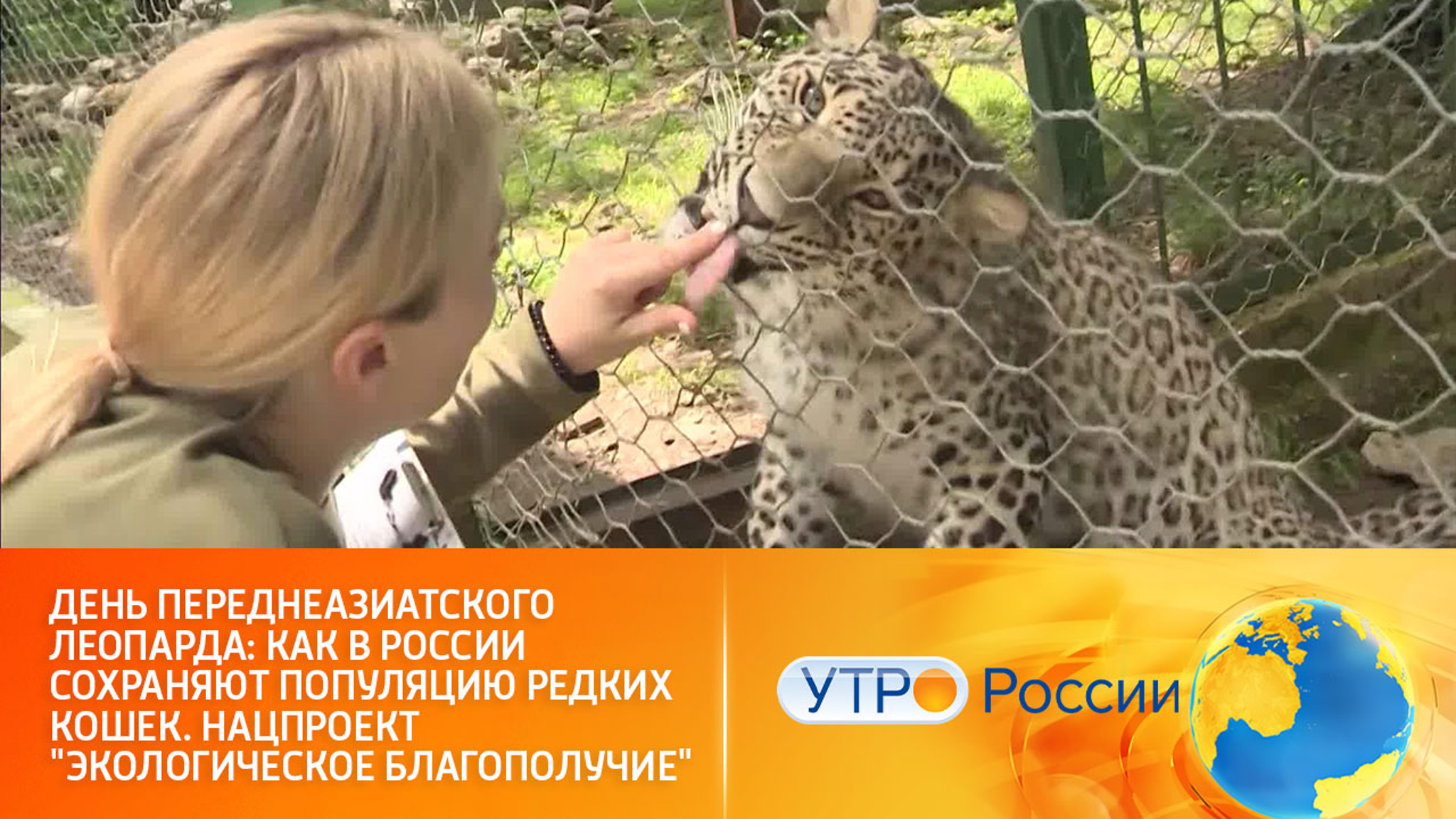 Популяция редких кошек в России
