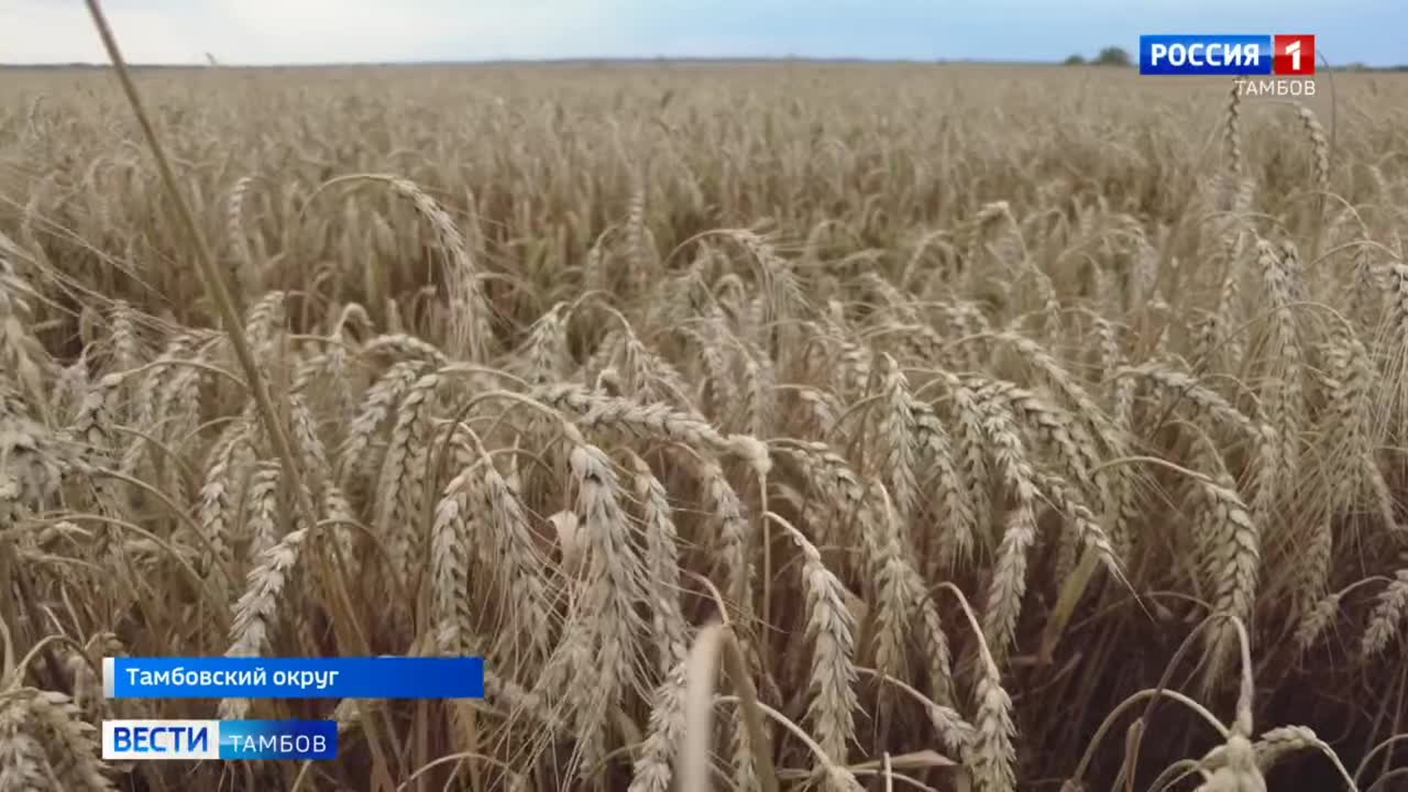 Аграрии «вырывают» у погоды урожай