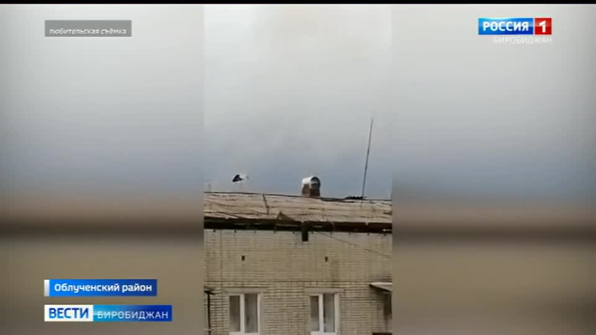 Аист поселился на крыше многоквартирного дома в посёлке Кульдур