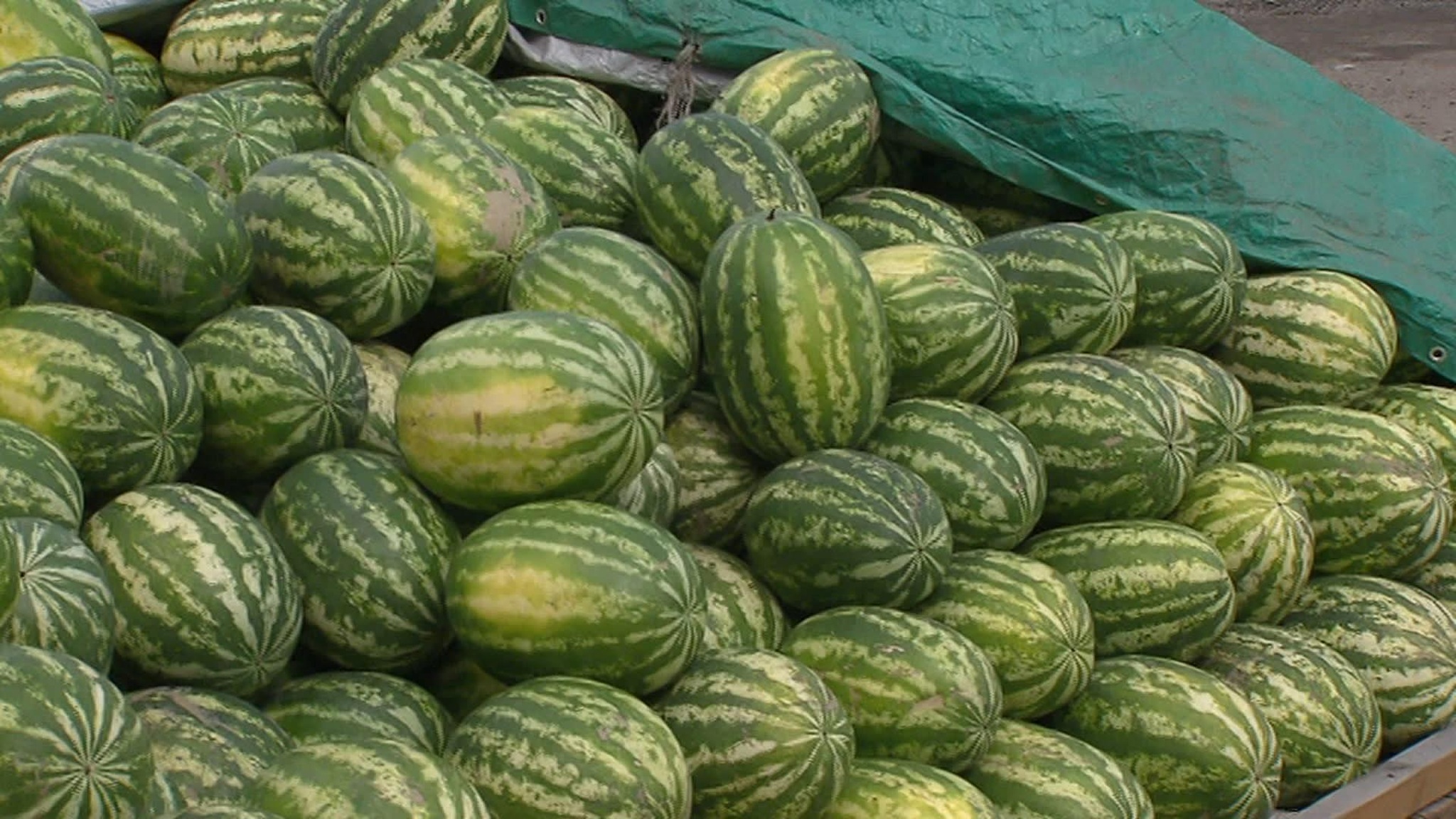 Как купить арбуз и не оказаться на больничной койке