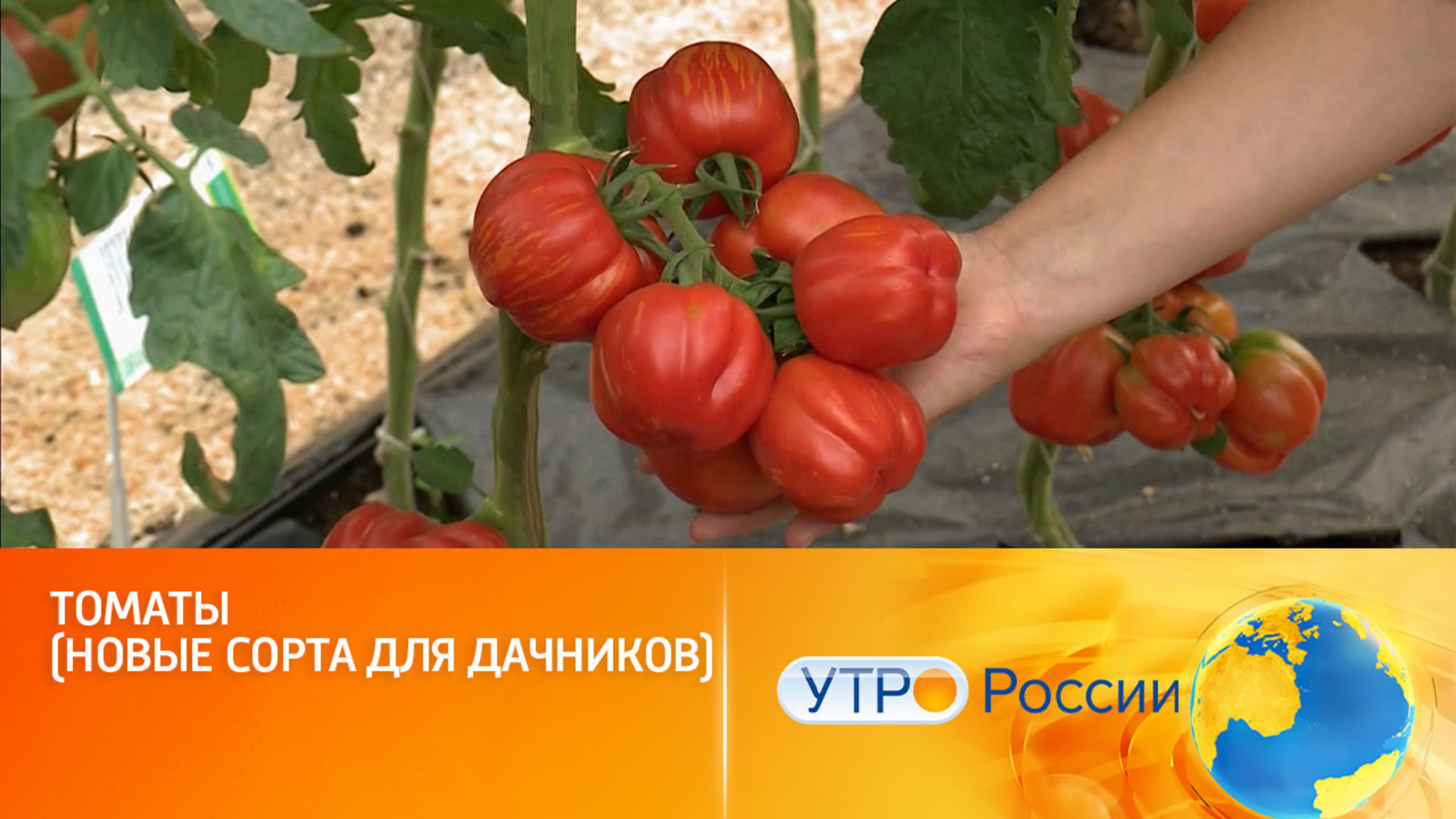 Томаты (новые сорта для дачников)