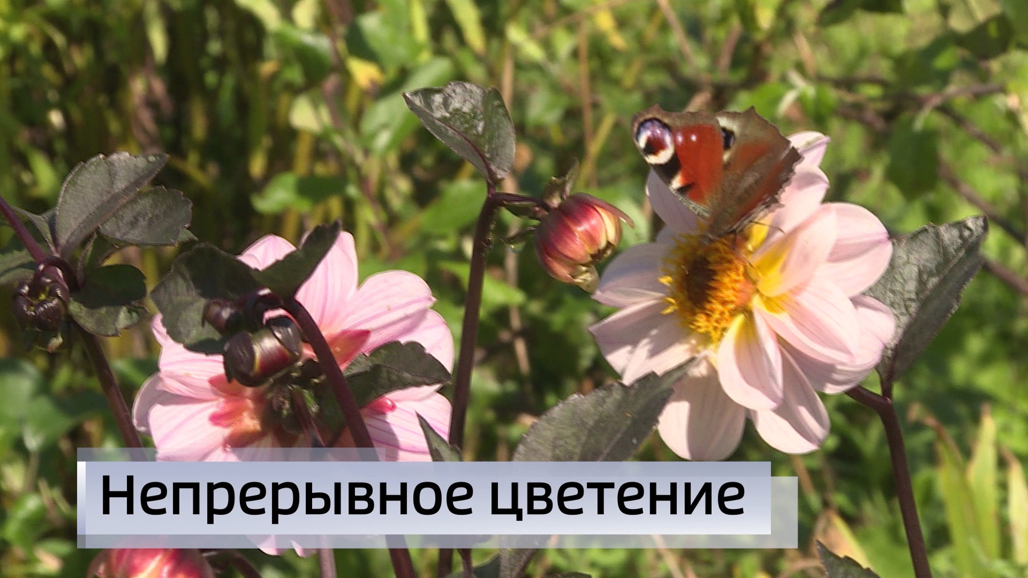 Эфир от 21.08.2025 (11:30)