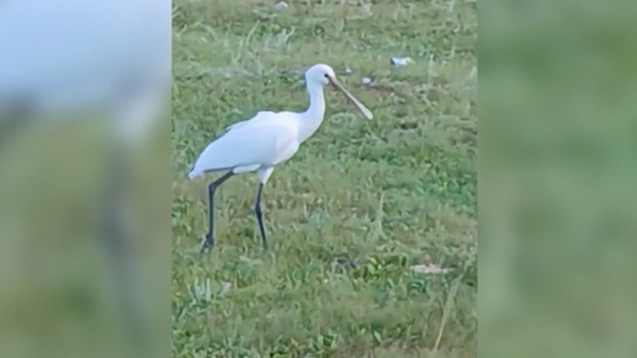 В Забайкалье заметили редкую краснокнижную птицу