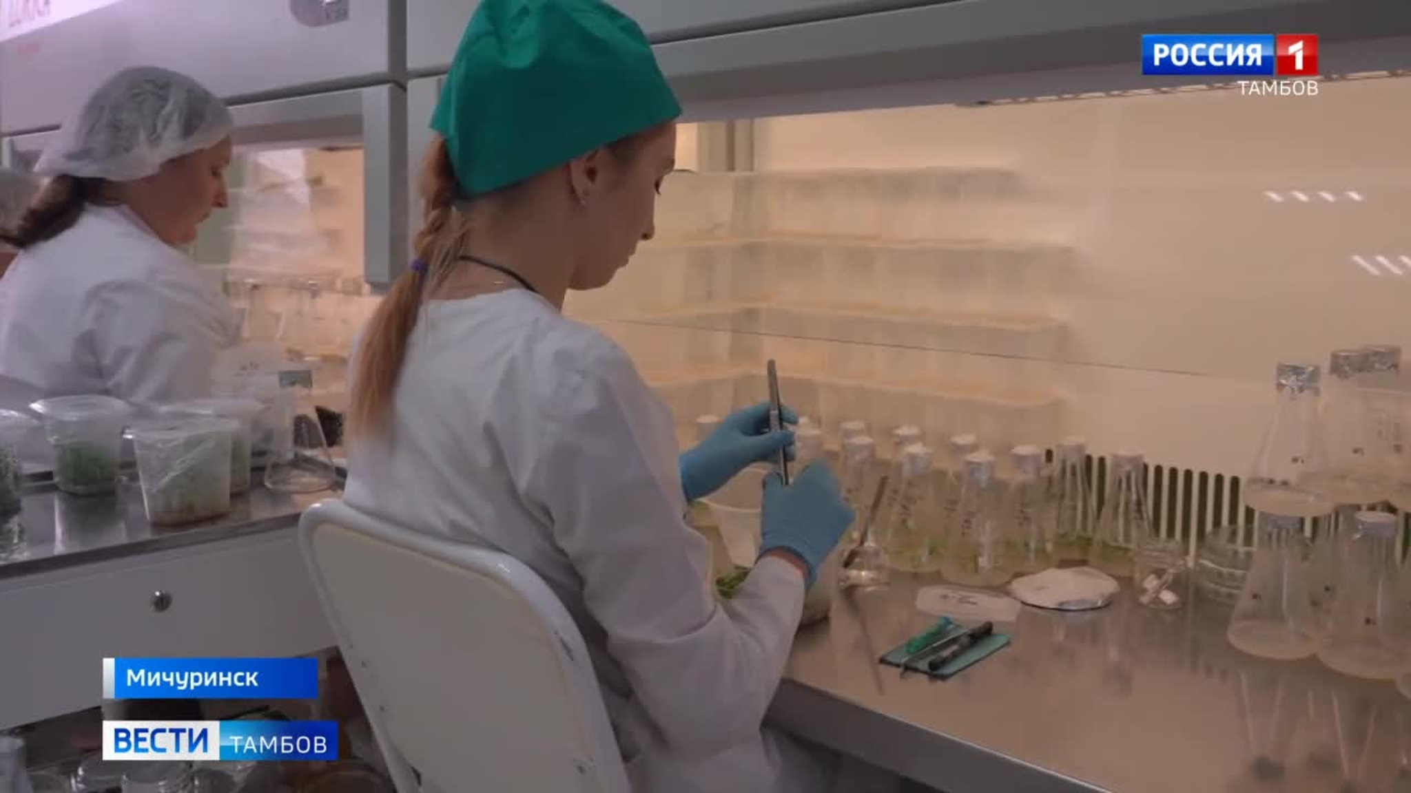 Новые сорта крыжовника от мичуринских селекционеров