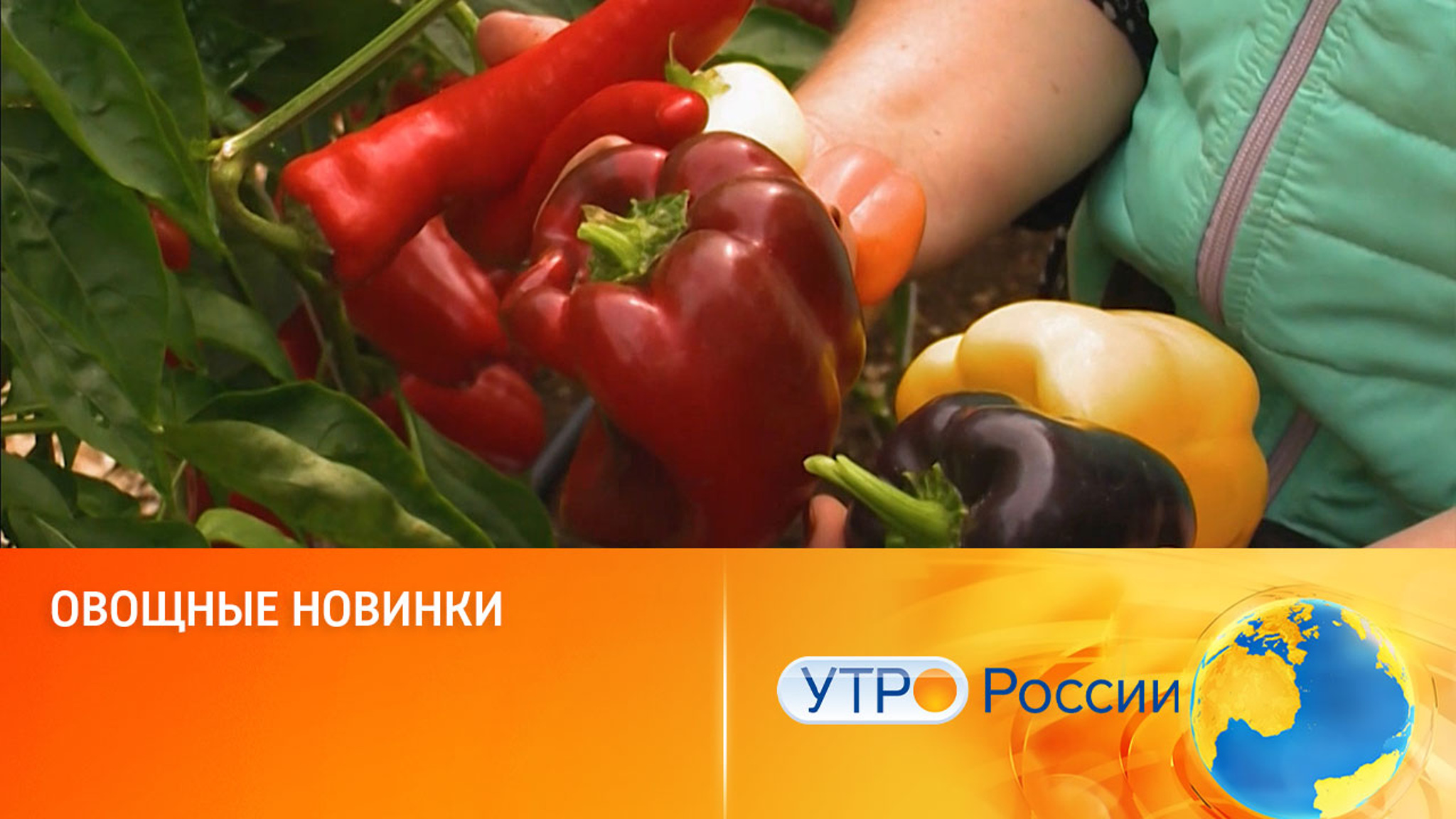 Овощные новинки