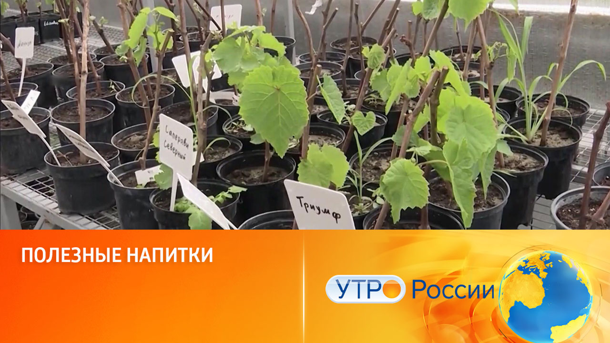 Полезные напитки