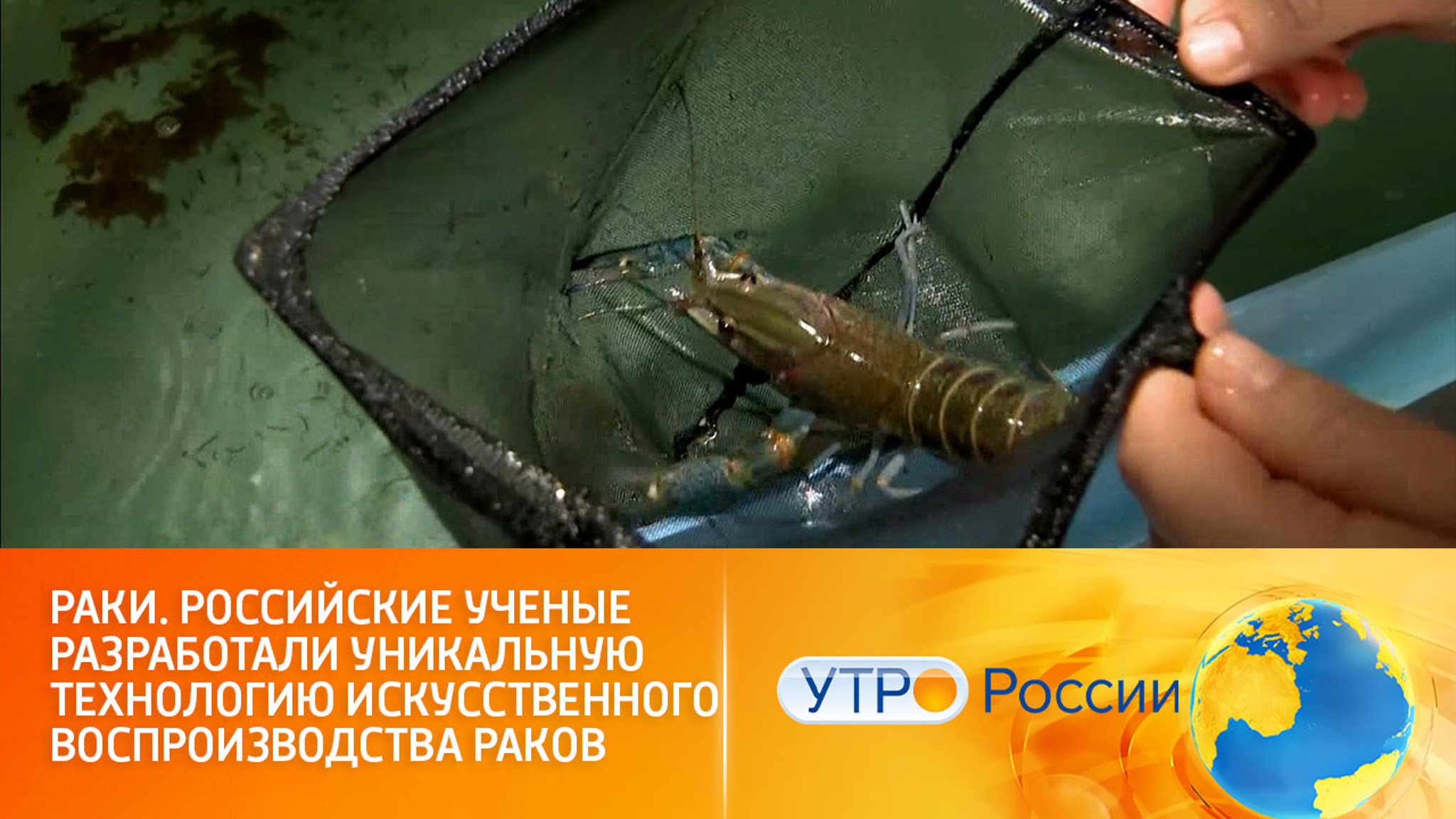 Раки. Российские ученые разработали уникальную технологию искусственного воспроизводства раков