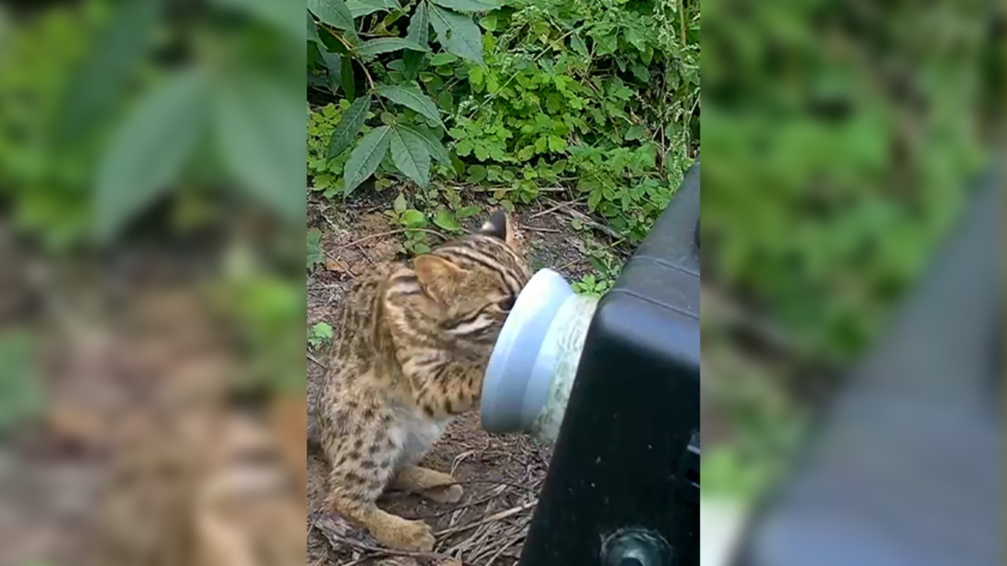 Напал на фотоловушку: амурского лесного кота запечатлел фотограф-анималист из Приамурья