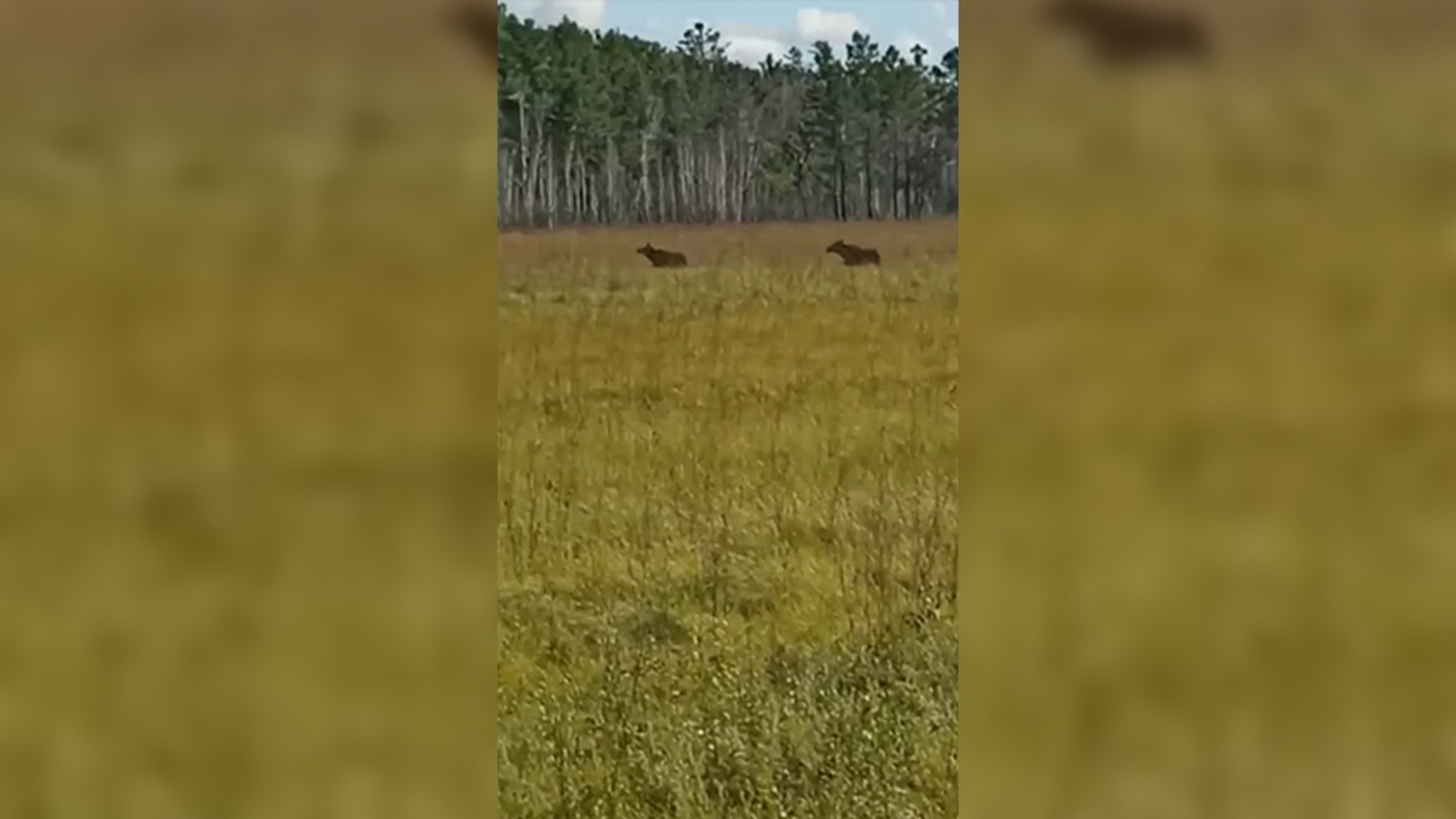 В Приамурье у лосей идет активный период гона
