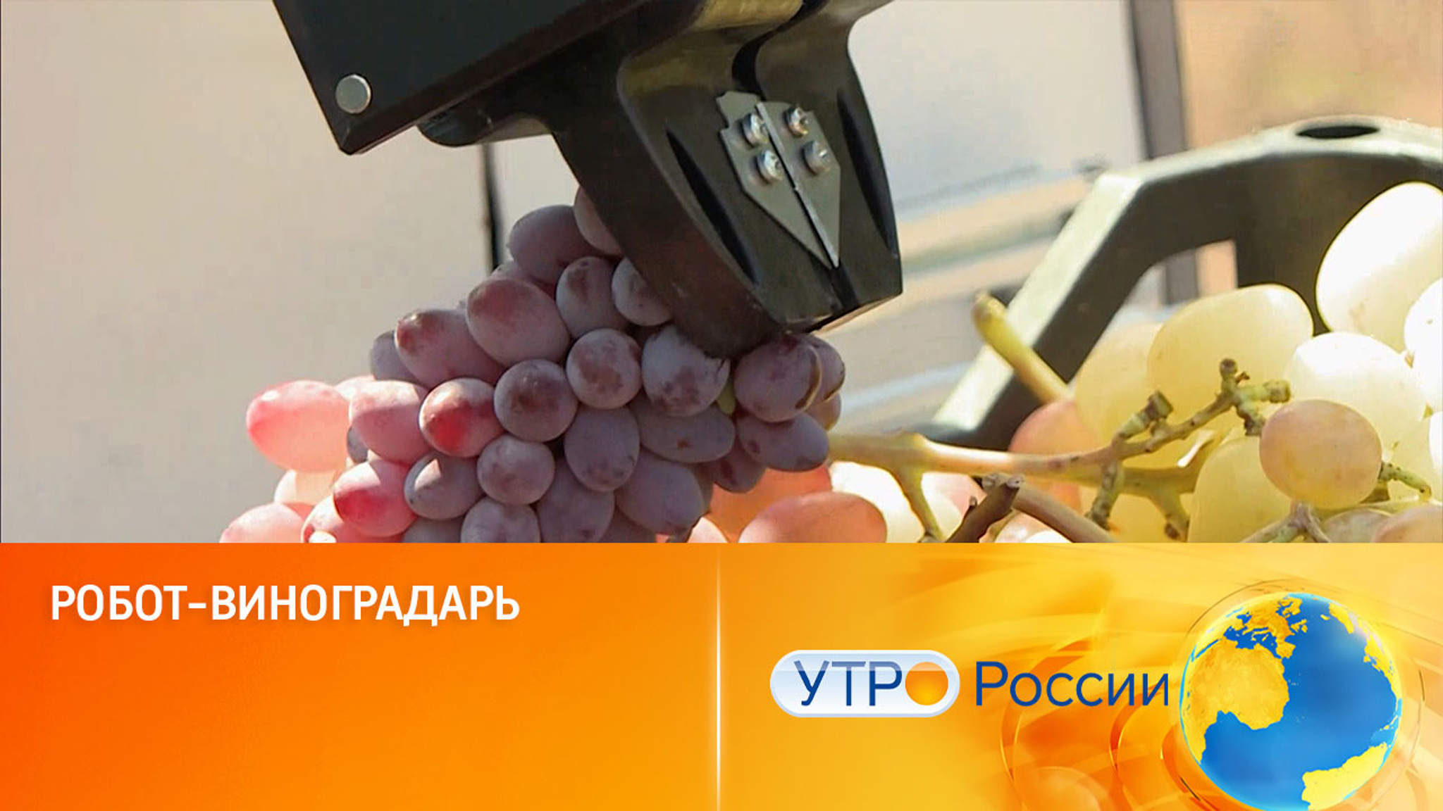 Робот-виноградарь