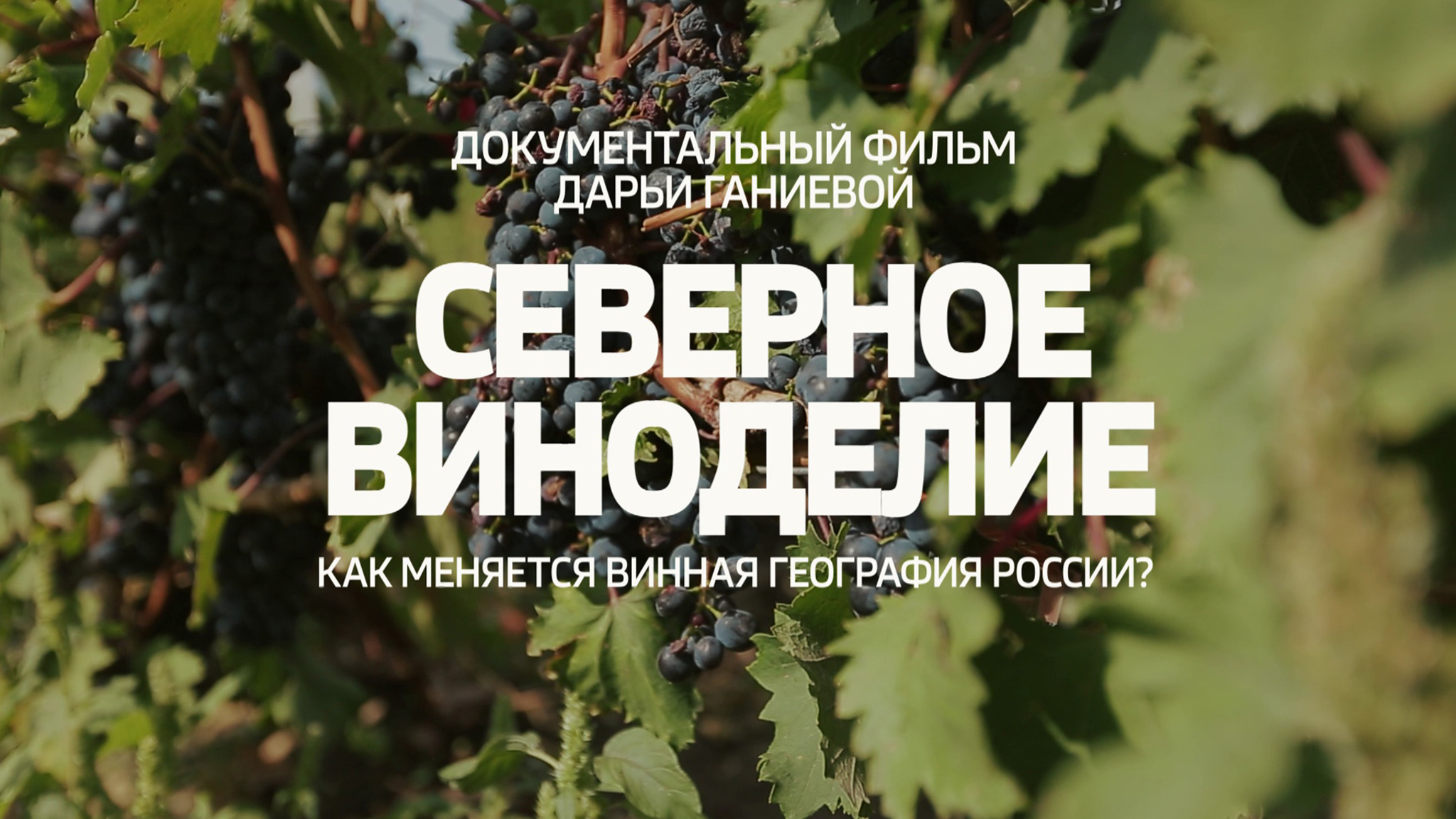 Северное виноделие. Как меняется винная география России?