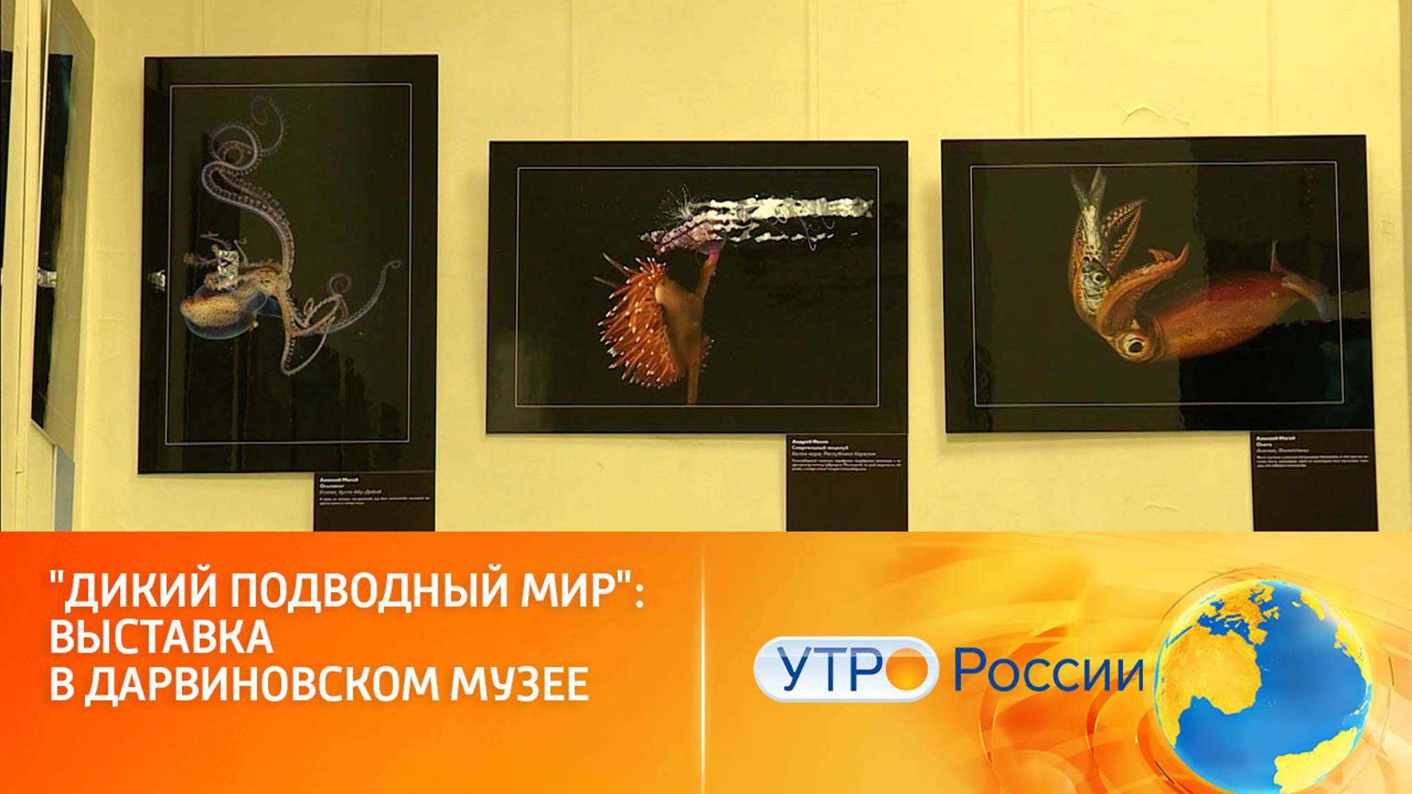 "Дикий подводный мир": выставка в Дарвиновском музее