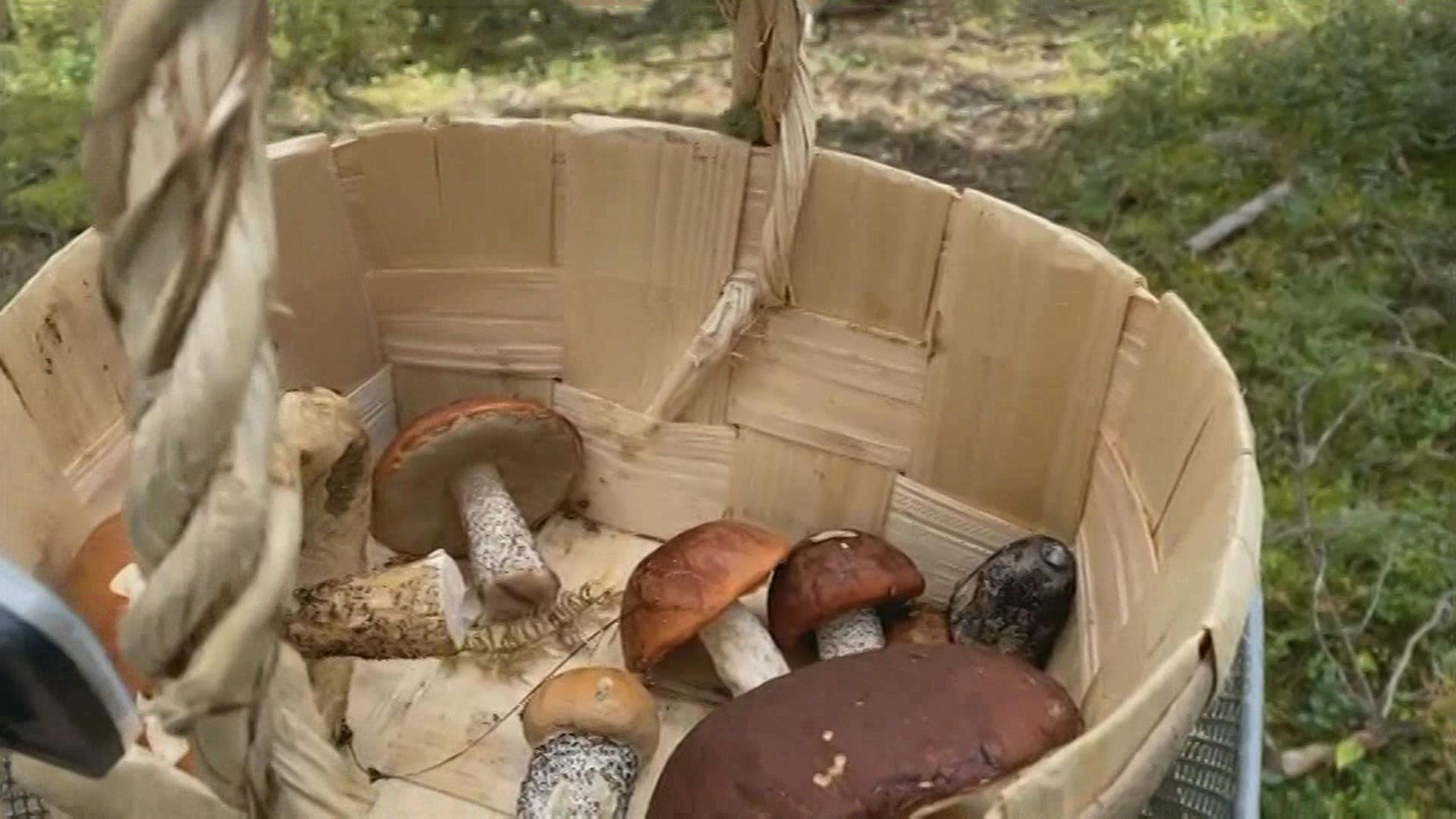 Эксперты напомнили о краснокнижной опасности в лесу