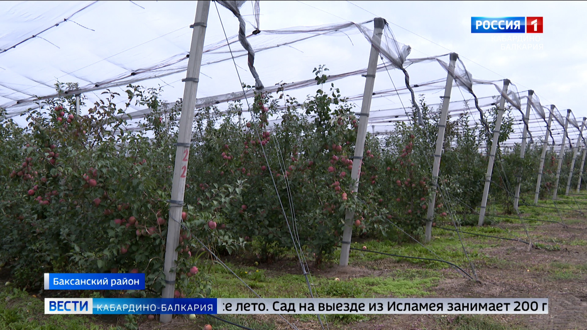 Завершился сезон противоградовой защиты в садах КБР