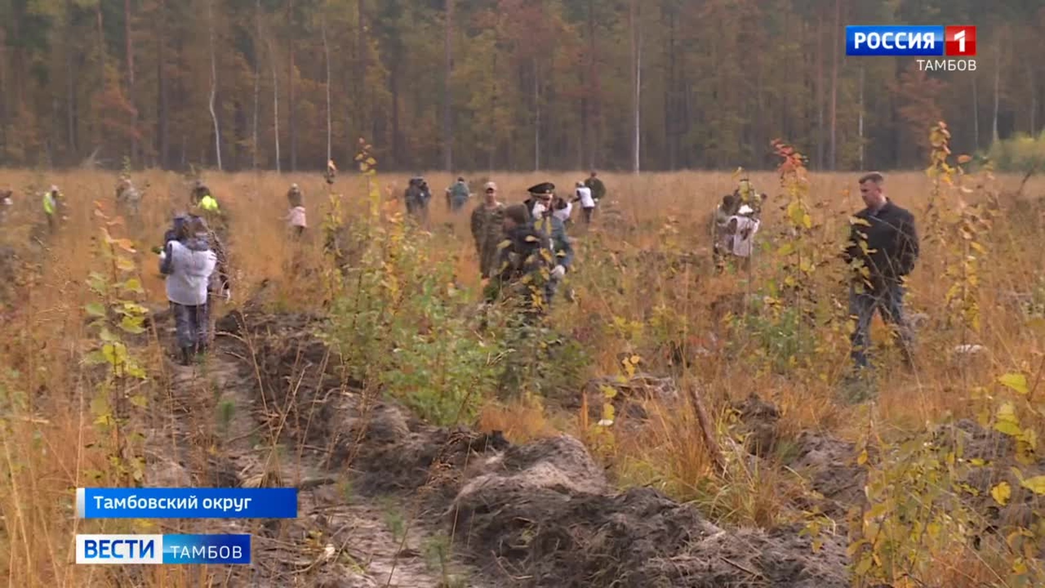 В Горельском лесхозе высадили 8 400 саженцы сосны
