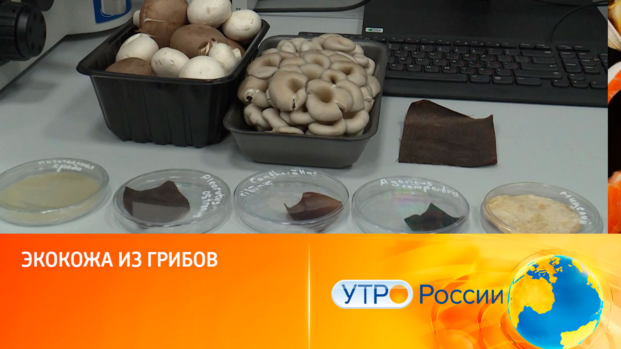 Экокожа из грибов