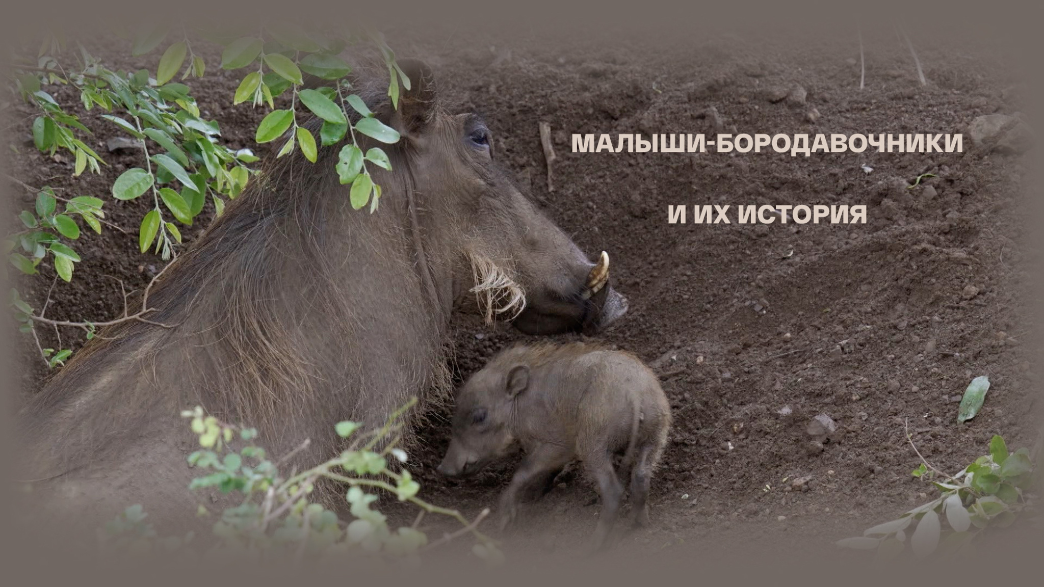 Малыши-бородавочники и их история
