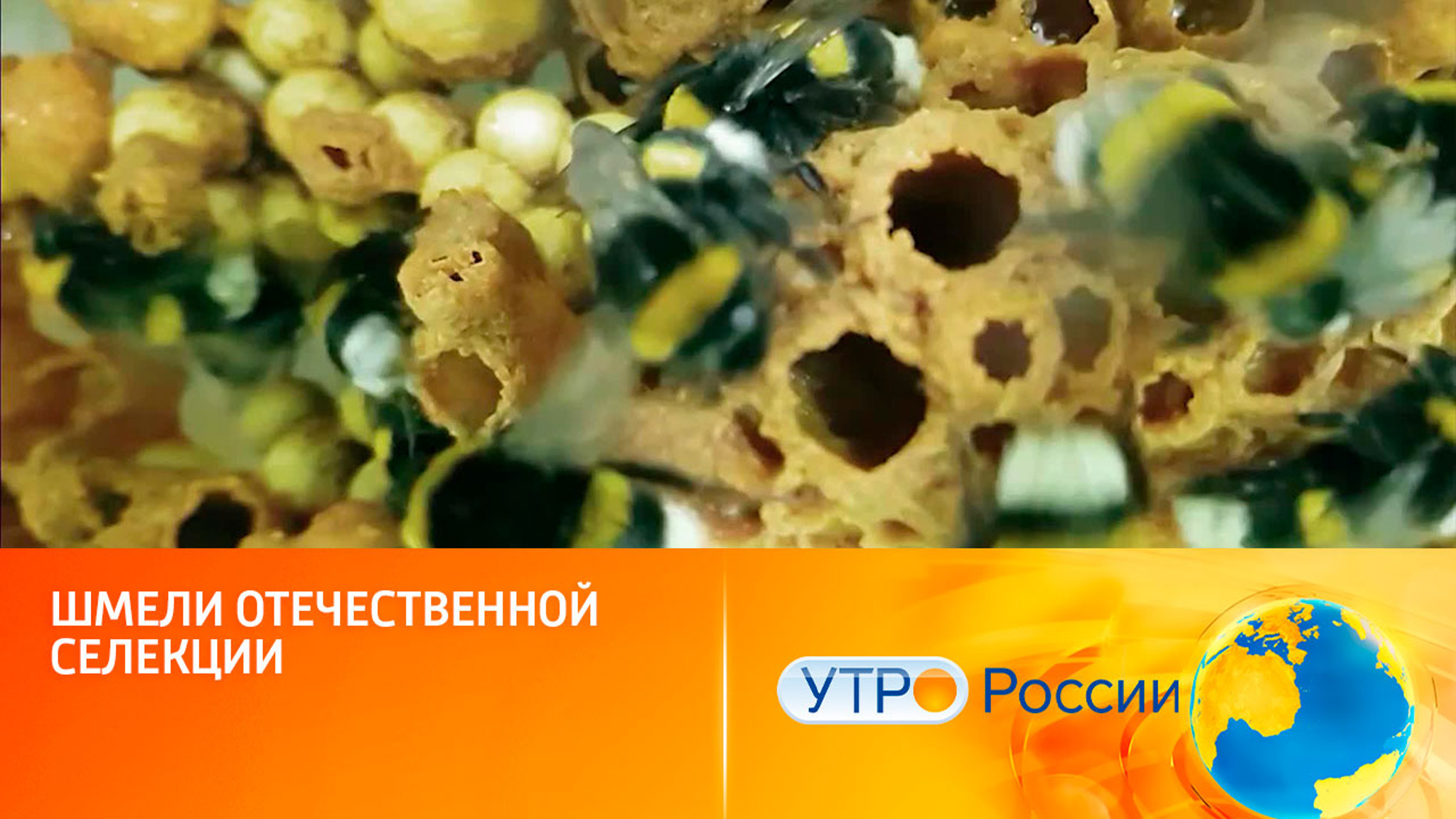 Шмели отечественной селекции