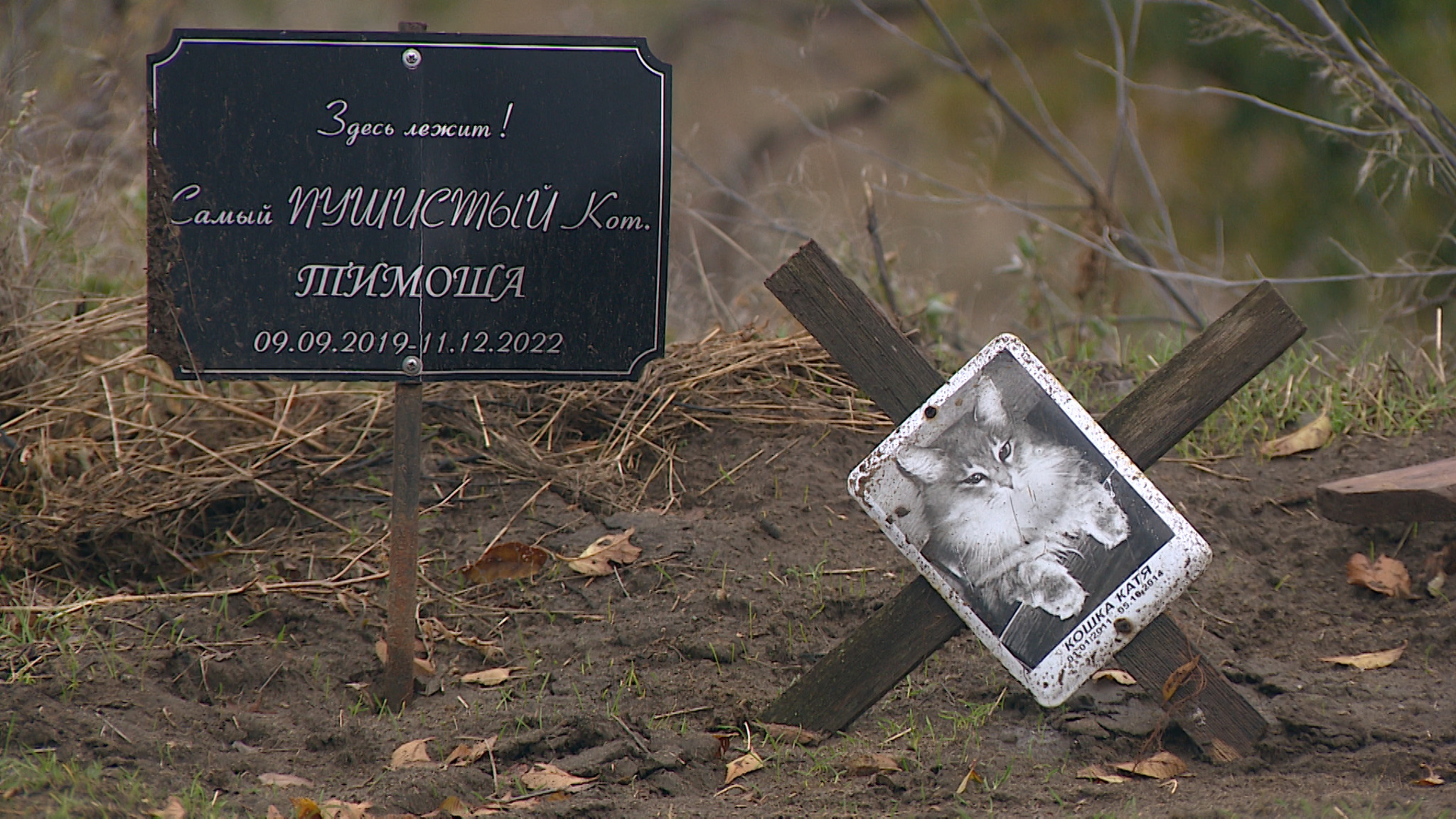 Волгоградцам сообщили о запрете закапывать в землю останки домашних животных
