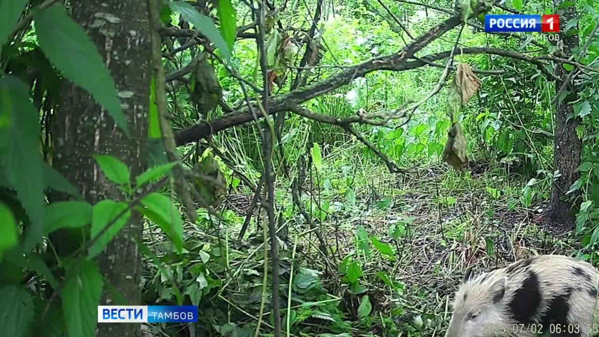 У кабанов Тамбовской области начался брачный период