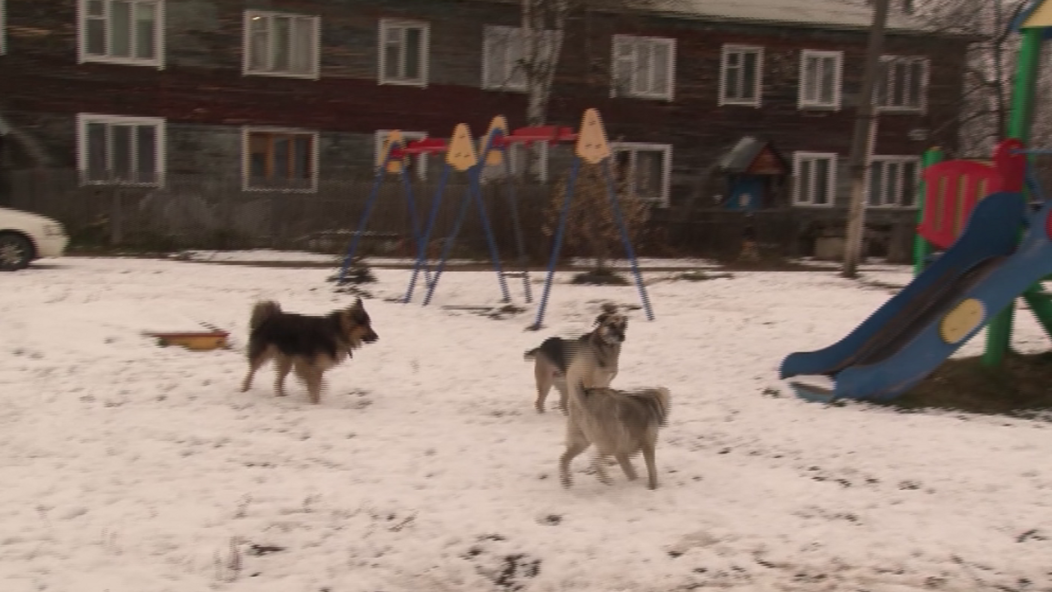 В Северном на школьницу напали бродячие собаки