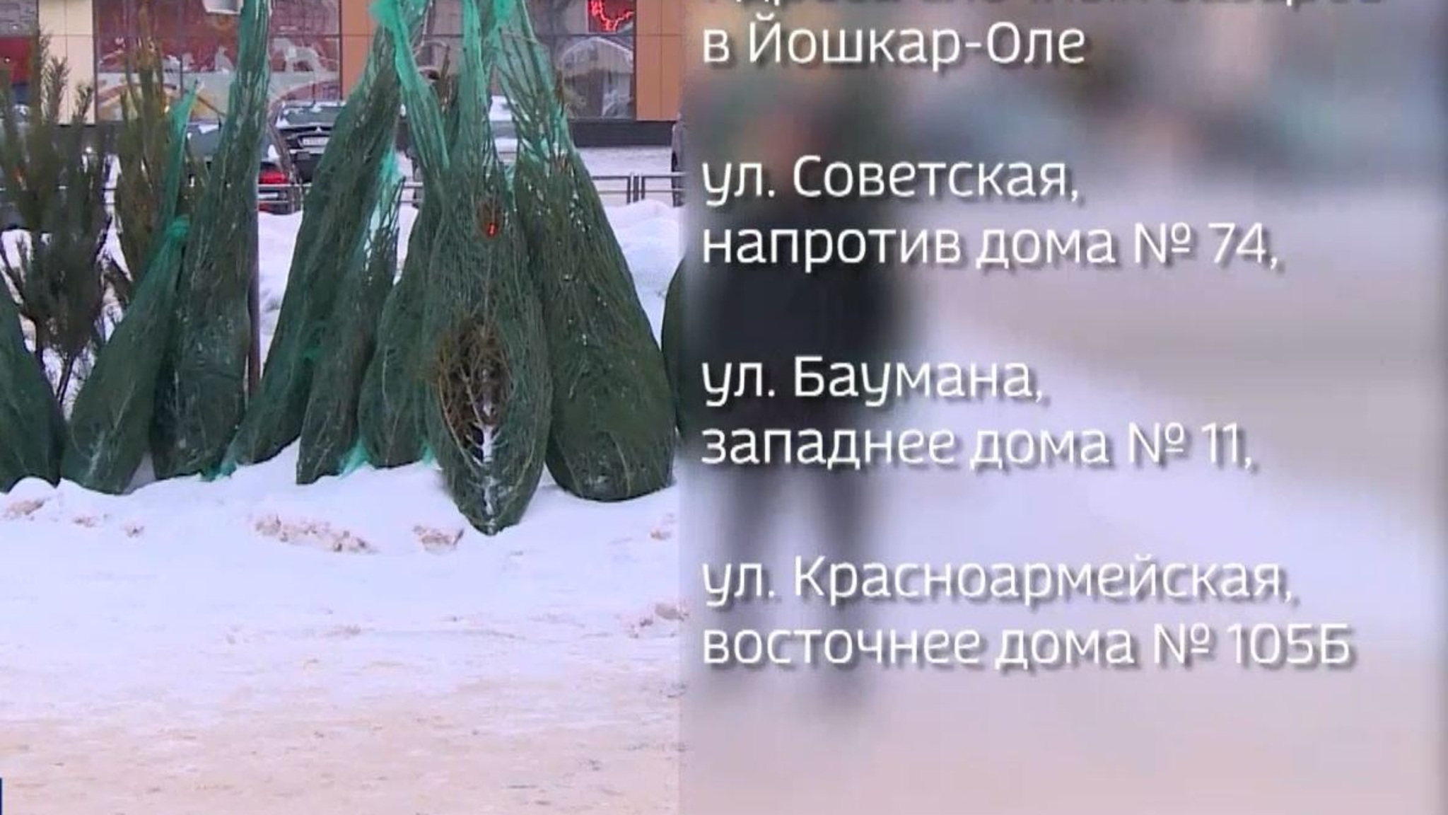 В Йошкар-Оле назвали адреса ёлочных базаров