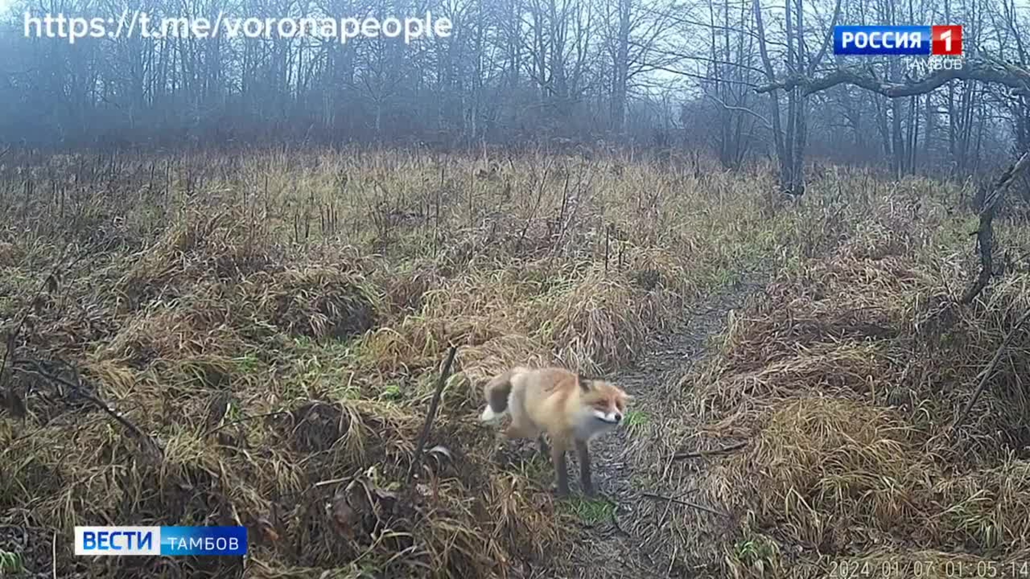 Лиса мышкует