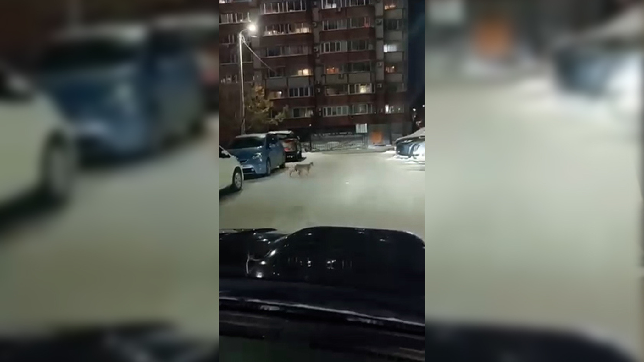 Рыси в городе: ещё одну дикую кошку заметили накануне среди многоэтажек в Благовещенске