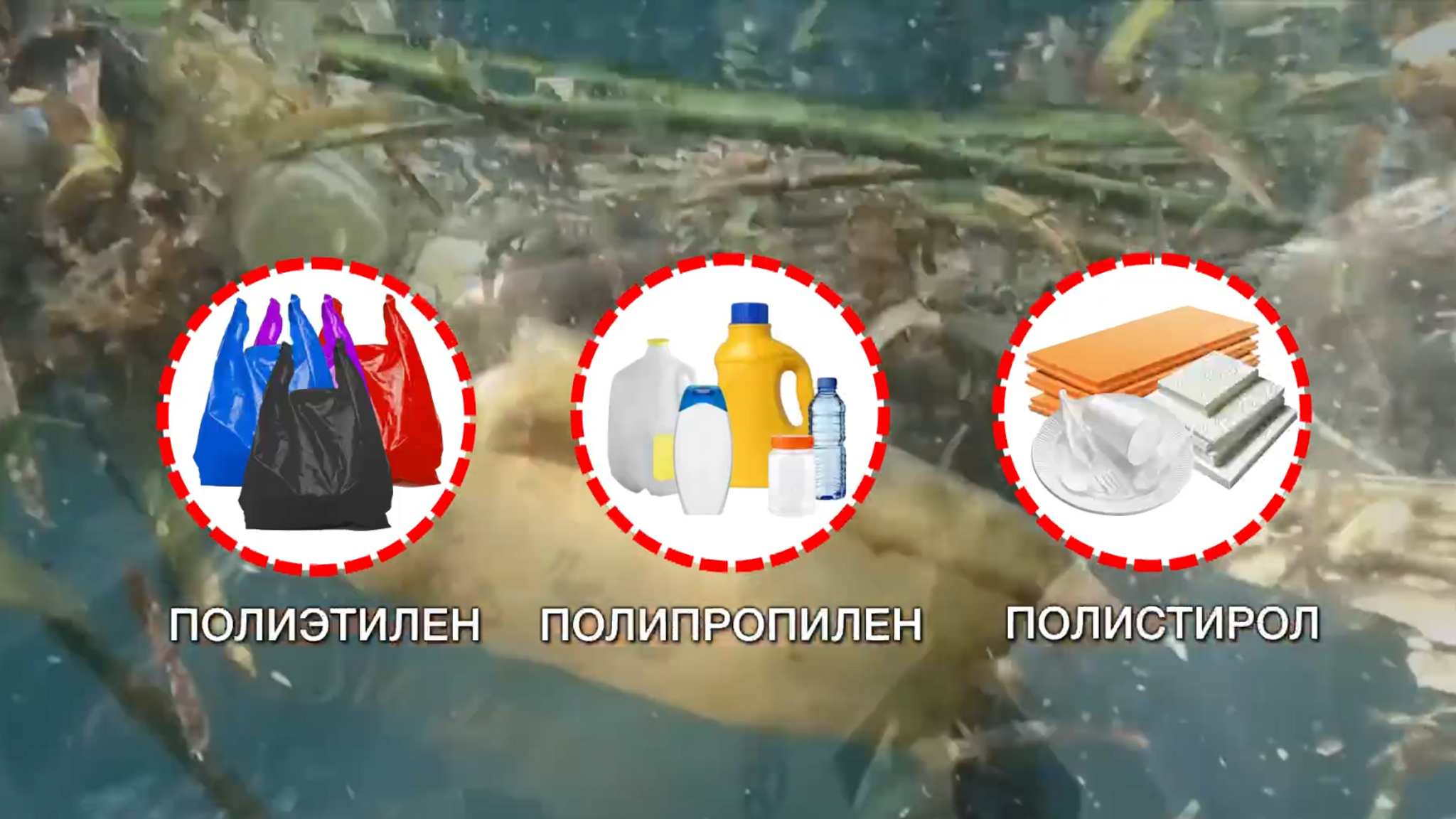 "Пластик на обед": отравляющие частицы обнаружены в морепродуктах, добытых в Приморье