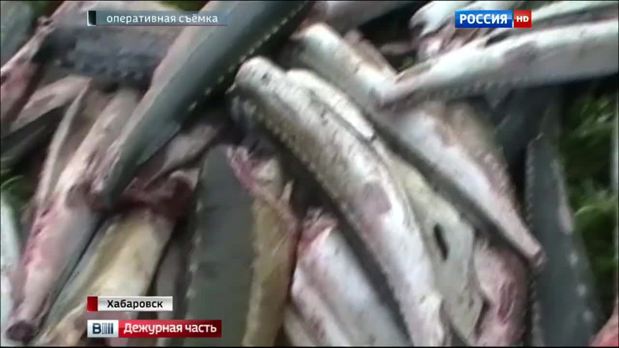 рыба
