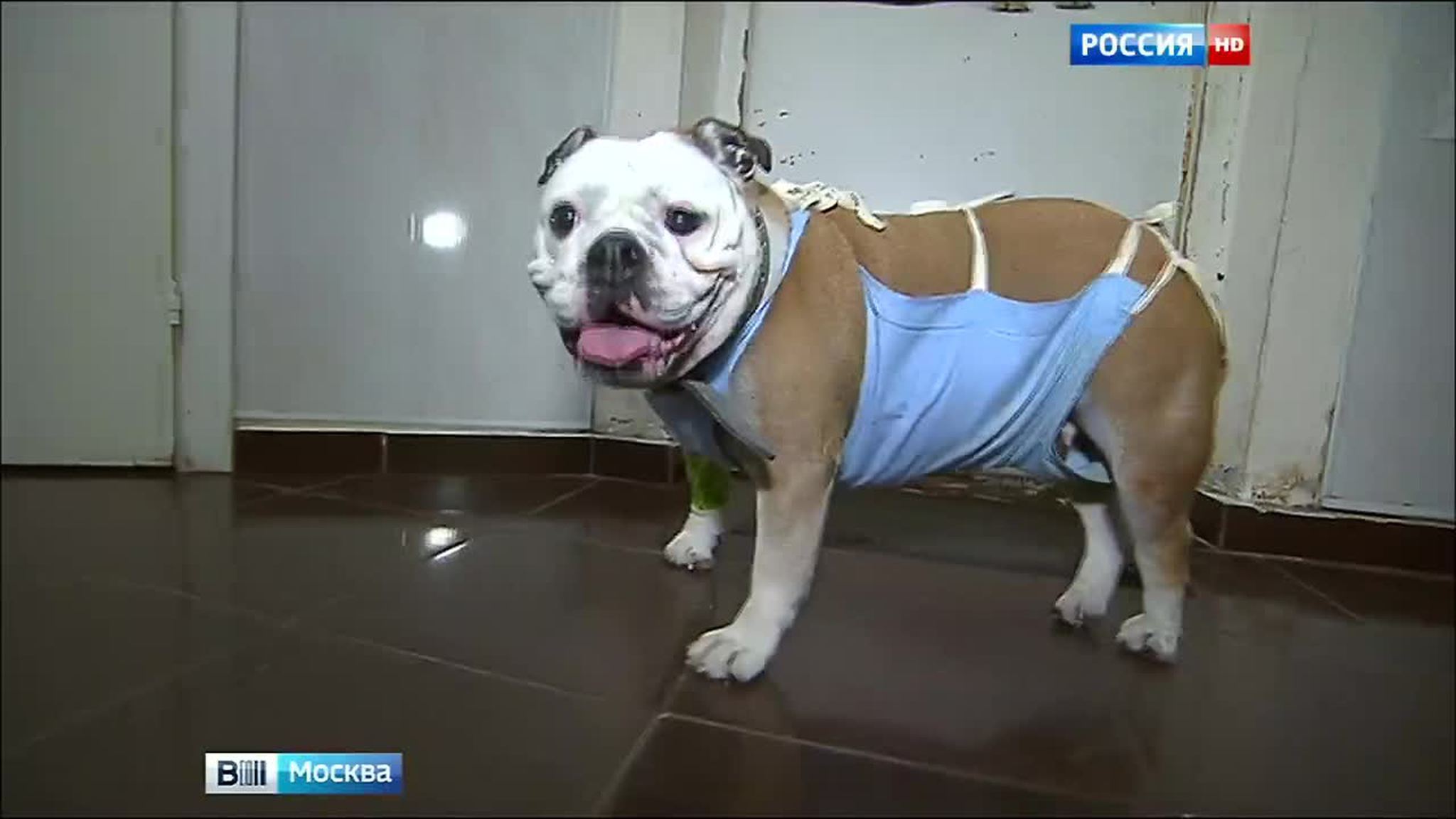 Клиника "Зоодруг": живодеры с выездом на дом, дорого