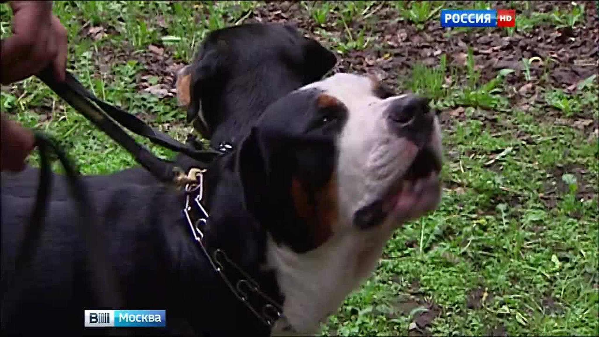 За нарушителями правил выгула собак в Москве будут следить камеры наблюдения