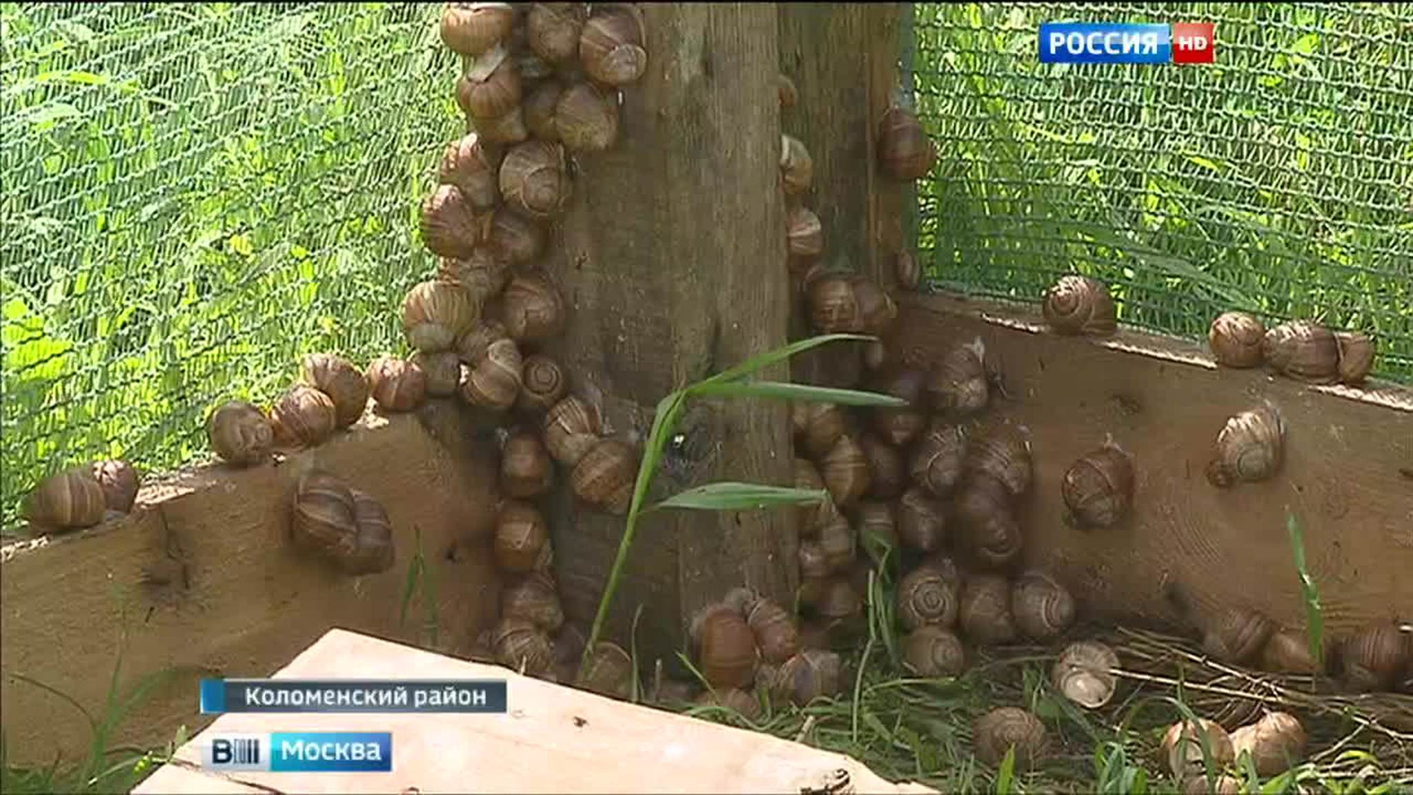Коломенские улитки ждут столичных рестораторов