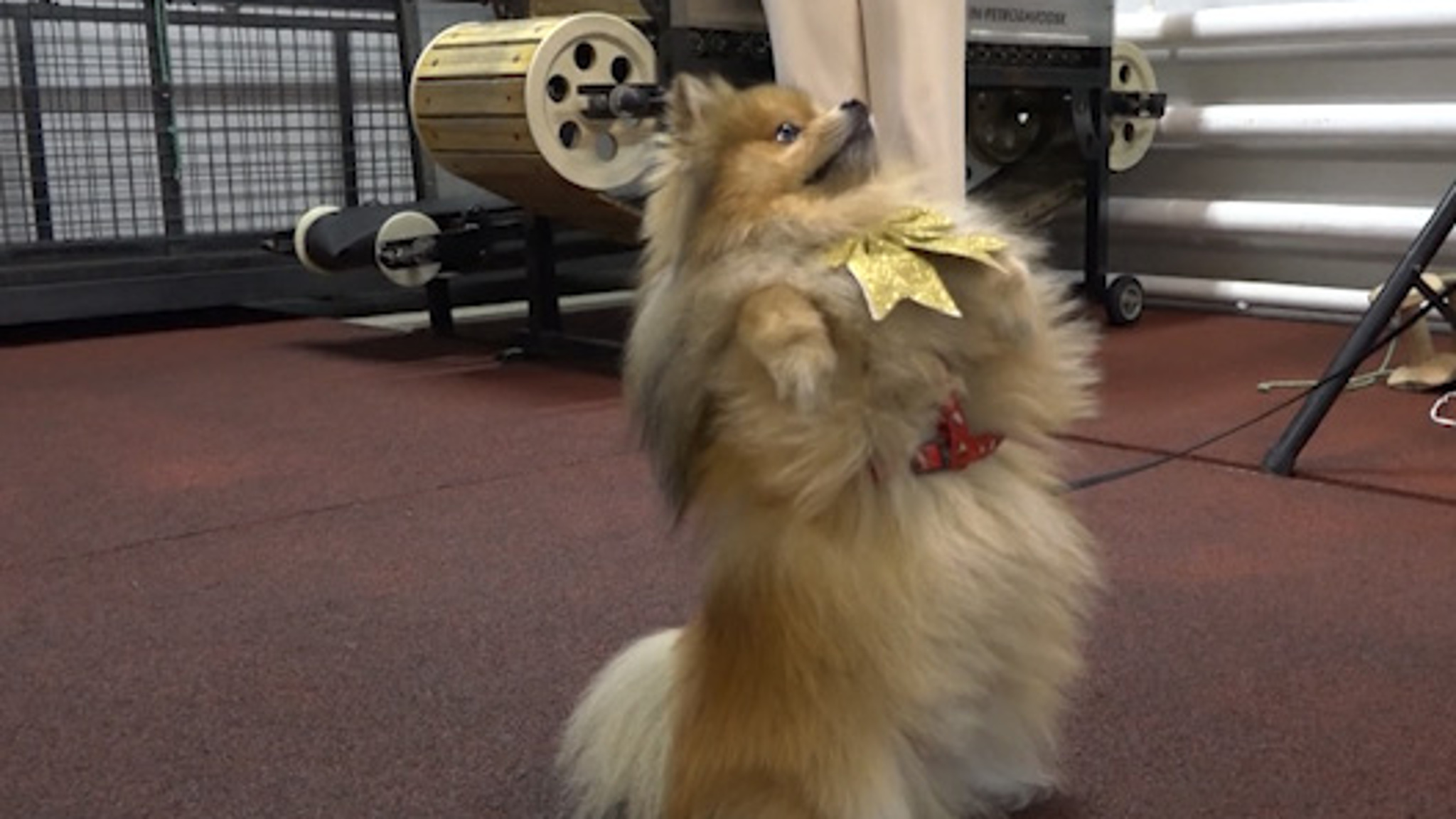 В Чите  клуб любителей животных Dog school провел «ёлку для собак»