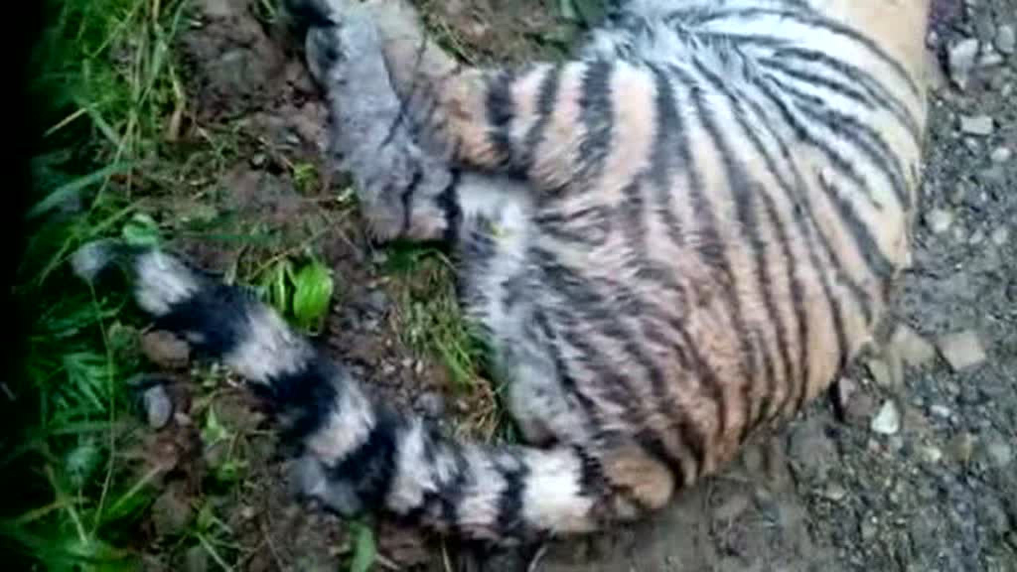 Амурский тигренок борется за жизнь с помощью врачей
