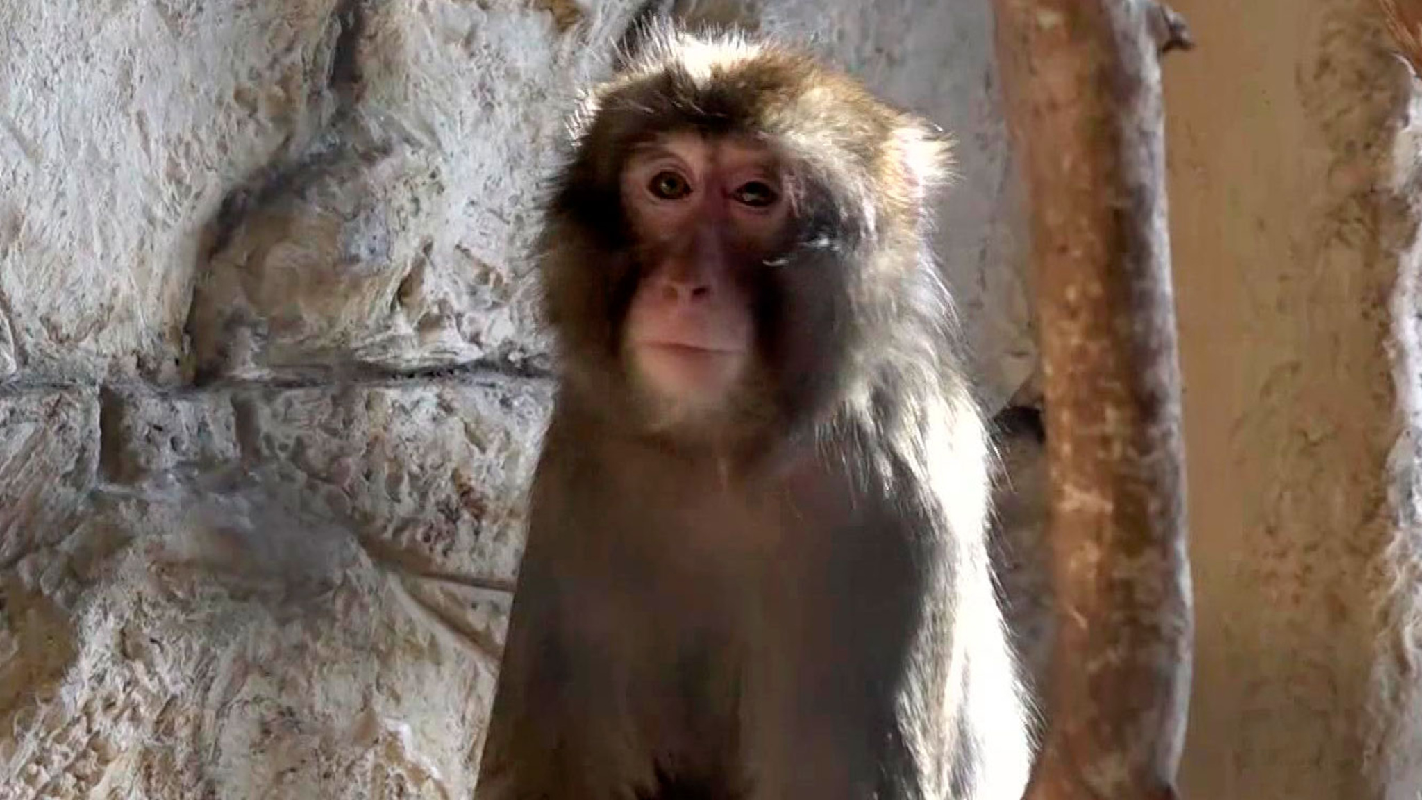 В ростовский зоопарк переехали японские макаки из Италии