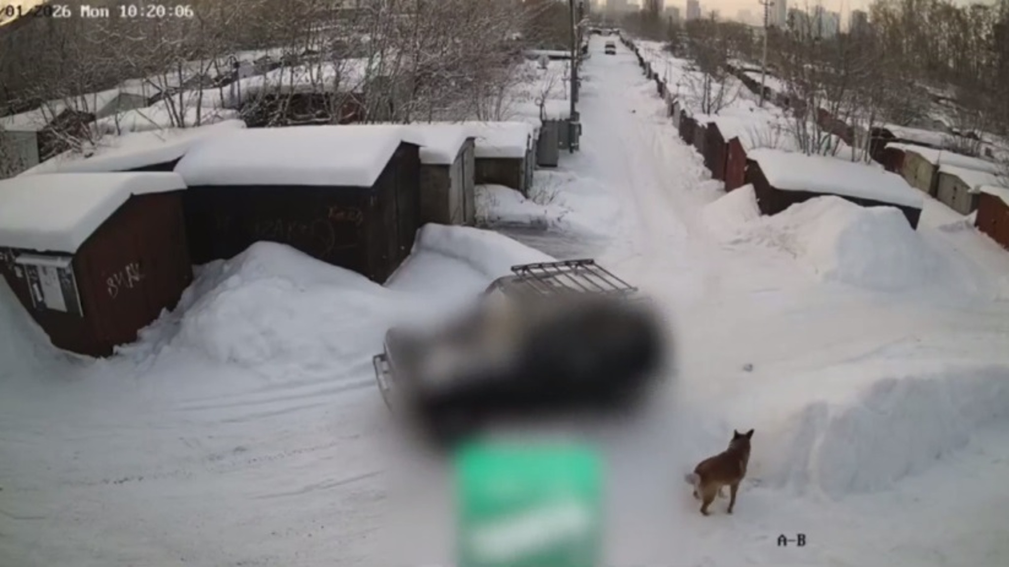 Полиция проводит проверку по фактам жестокого обращения с животными в Тюмени