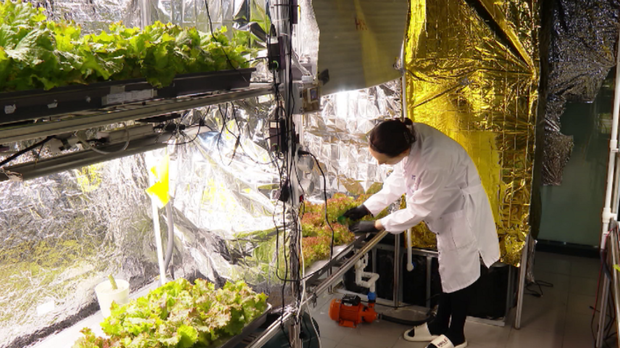 Красноярские ученые вырастили салат по новой технологии с применением ультрафиолетового излучения